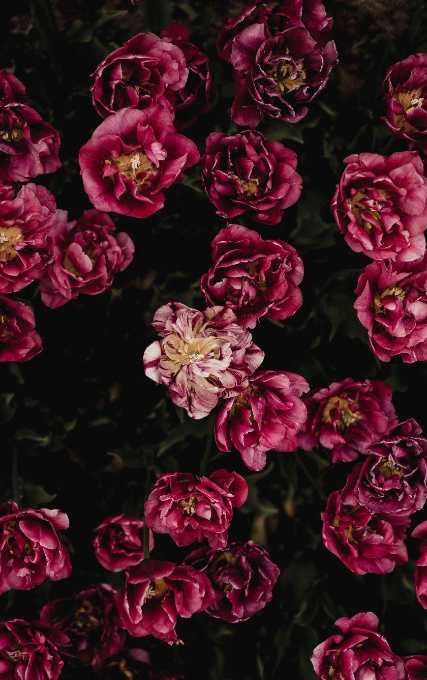 840x1336 Download Tulips, red flower, flowering wallpaper, 840x iPhone