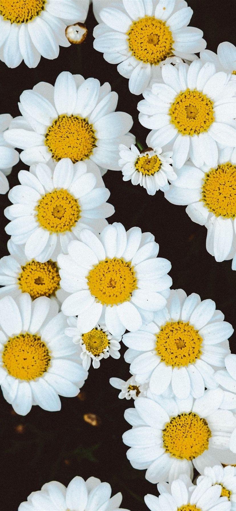 828x1792 White Daisies Flowers Background 1080x1920 IPhone 8 7 6 6S Plus