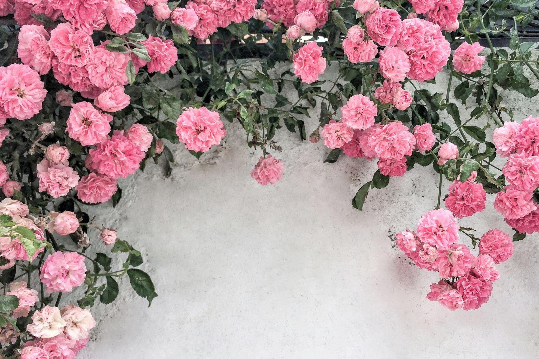 Beautiful Floral Wallpapers Top Free Beautiful Floral Backgrounds