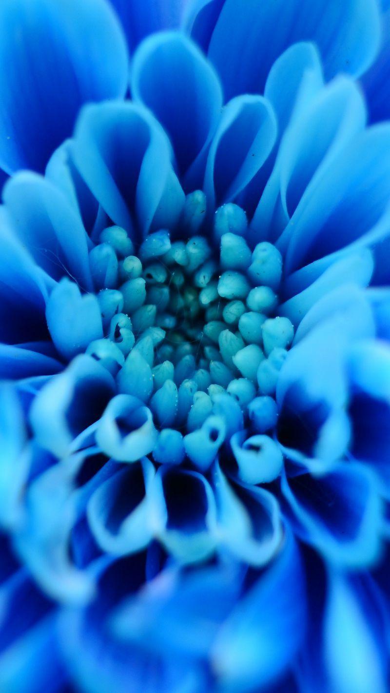 800x1420 Download wallpaper 800x1420 flower, blue, petals, macro iphone se