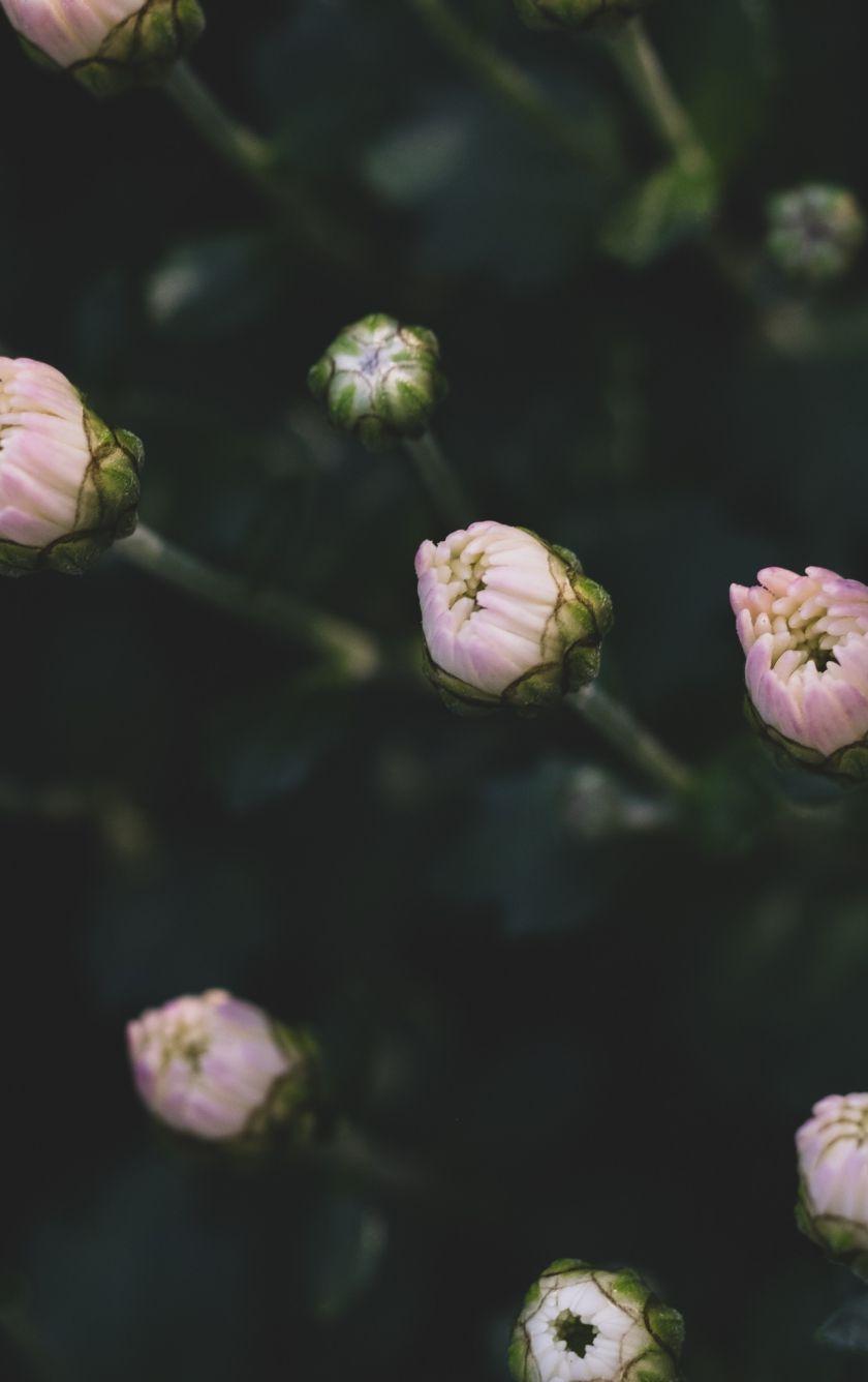 840x1336 Download 840x1336 wallpaper small flowers, blur, bloom, iphone 5
