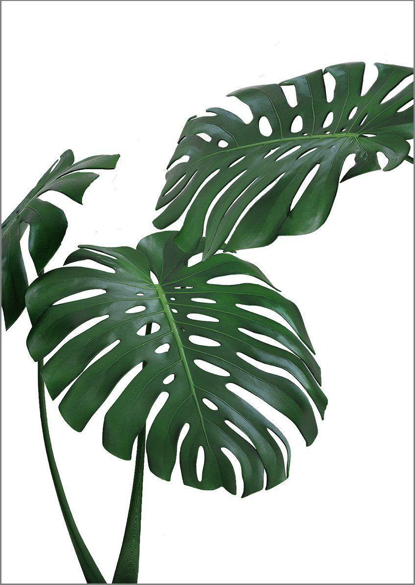 848x1196 MONSTERA PRINT: Green Tropical Plant Photo Poster. Plant wallpaper, Plant painting, Leaf photography