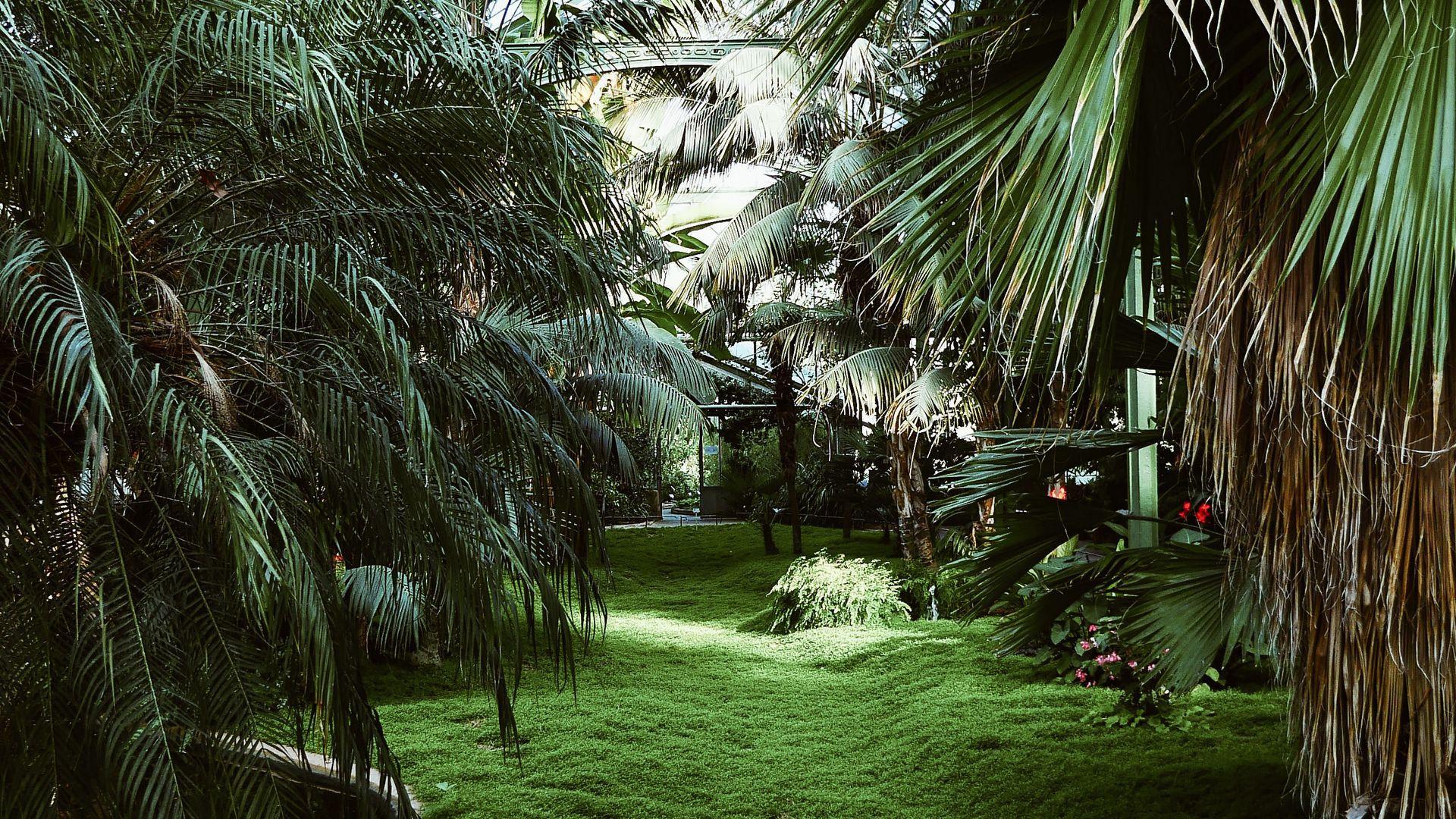 1920x1080 Download wallpaper 1920x1080 greenhouse, palm trees, tropical, plants, green full hd, hdtv, fhd, 1080p HD background