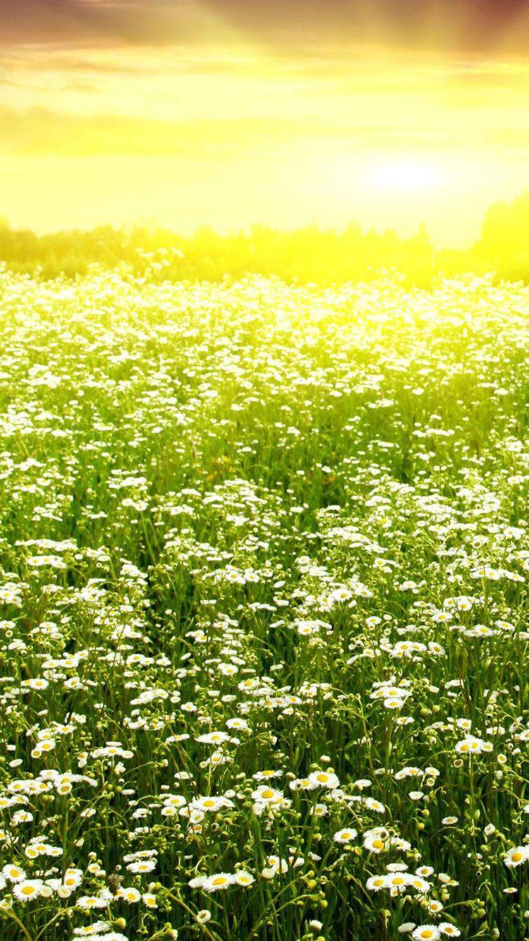 Spring Phone Wallpapers - Top Free Spring Phone Backgrounds ...