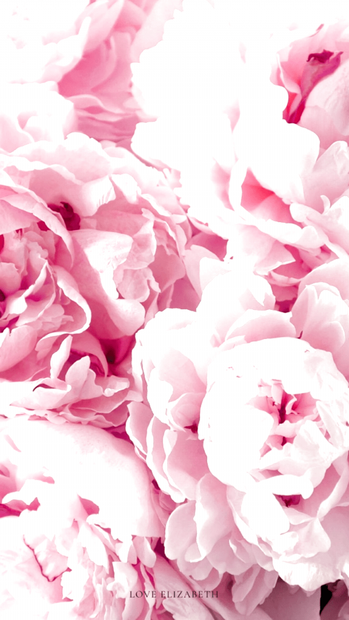 720x1280 Free Spring Phone Wallpaper