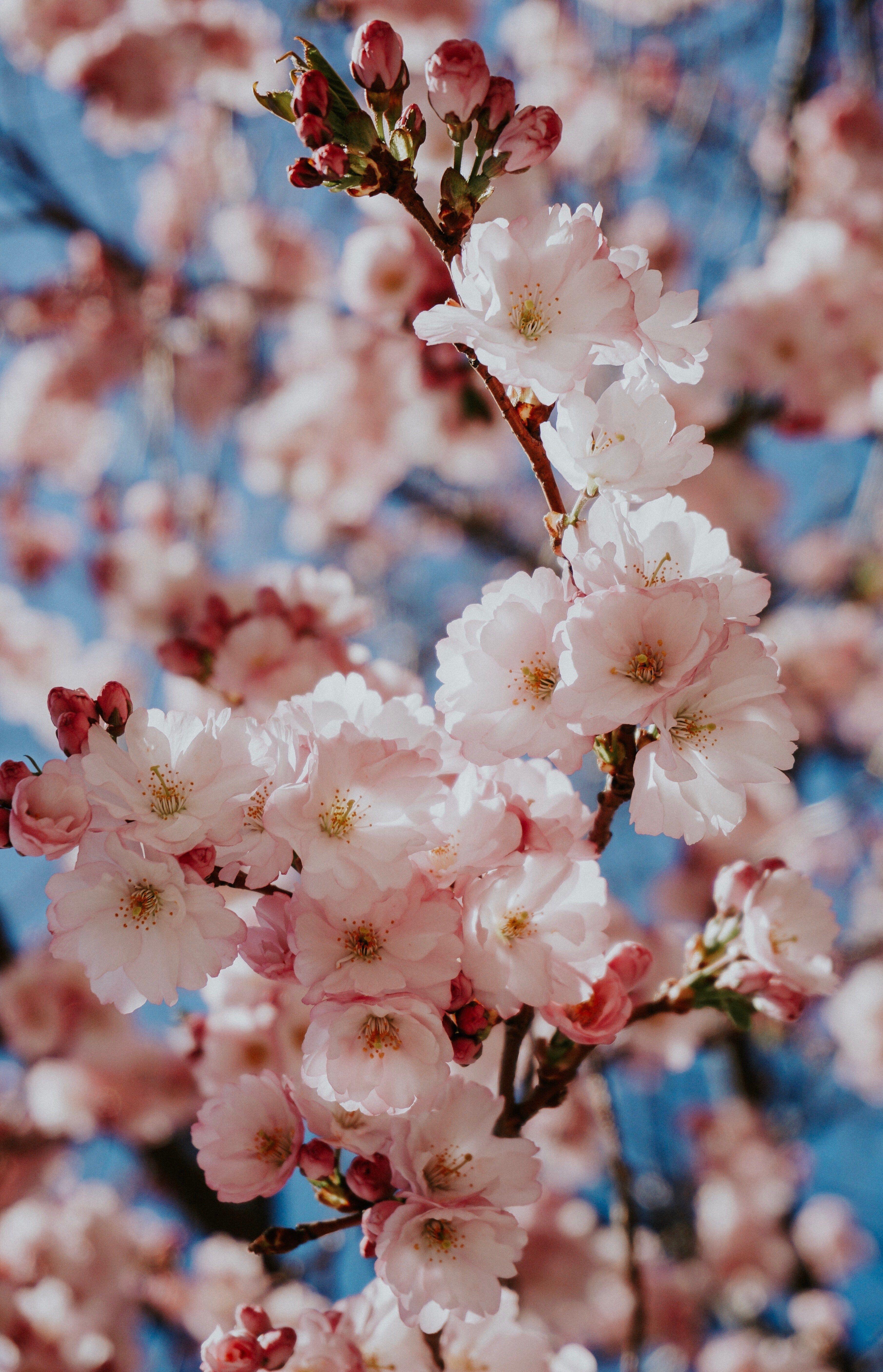 3623x5623 Blossoming Cherry Tree: Spring Wallpaper For Tech