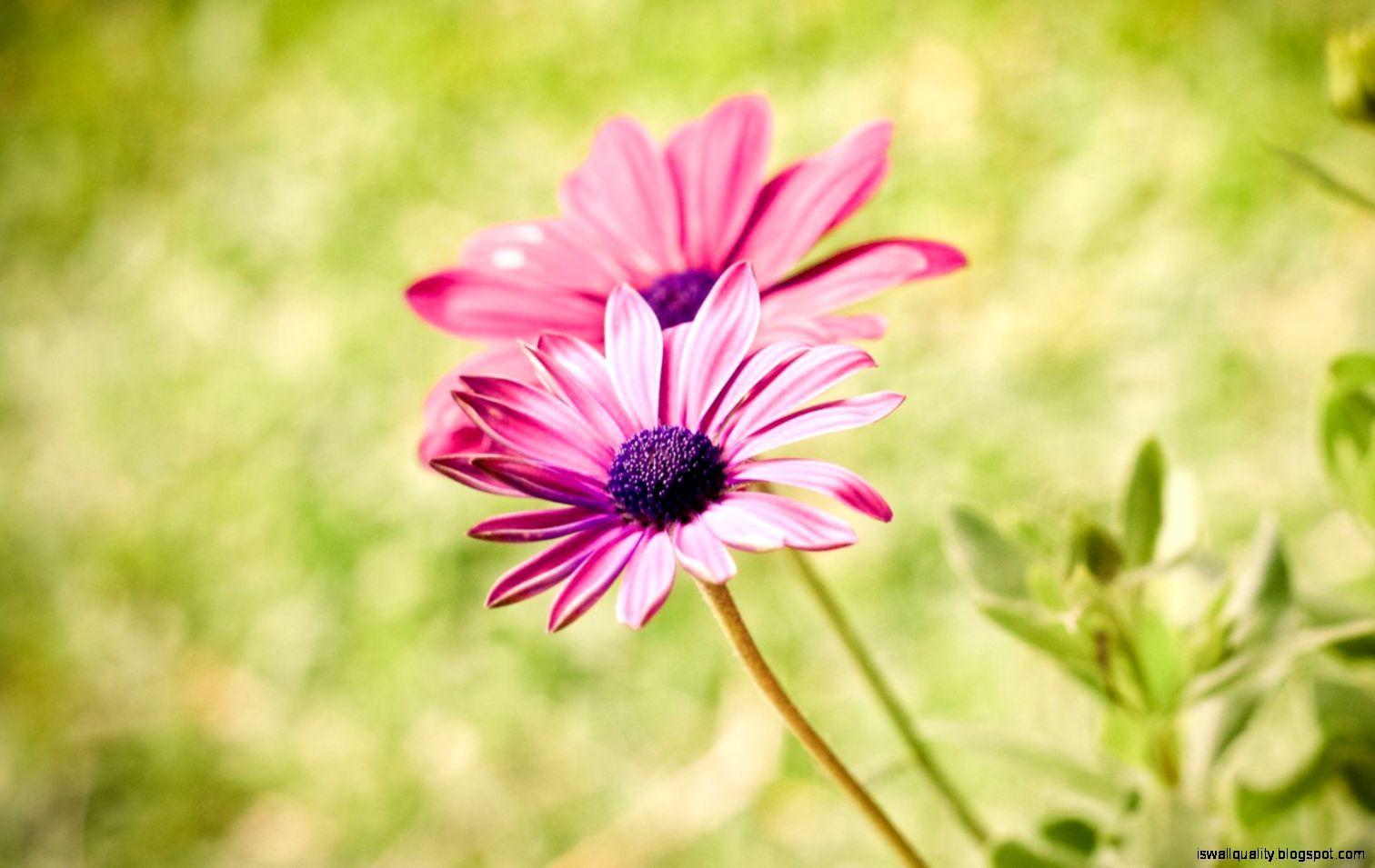 Pink Summer Wallpapers Top Free Pink Summer Backgrounds