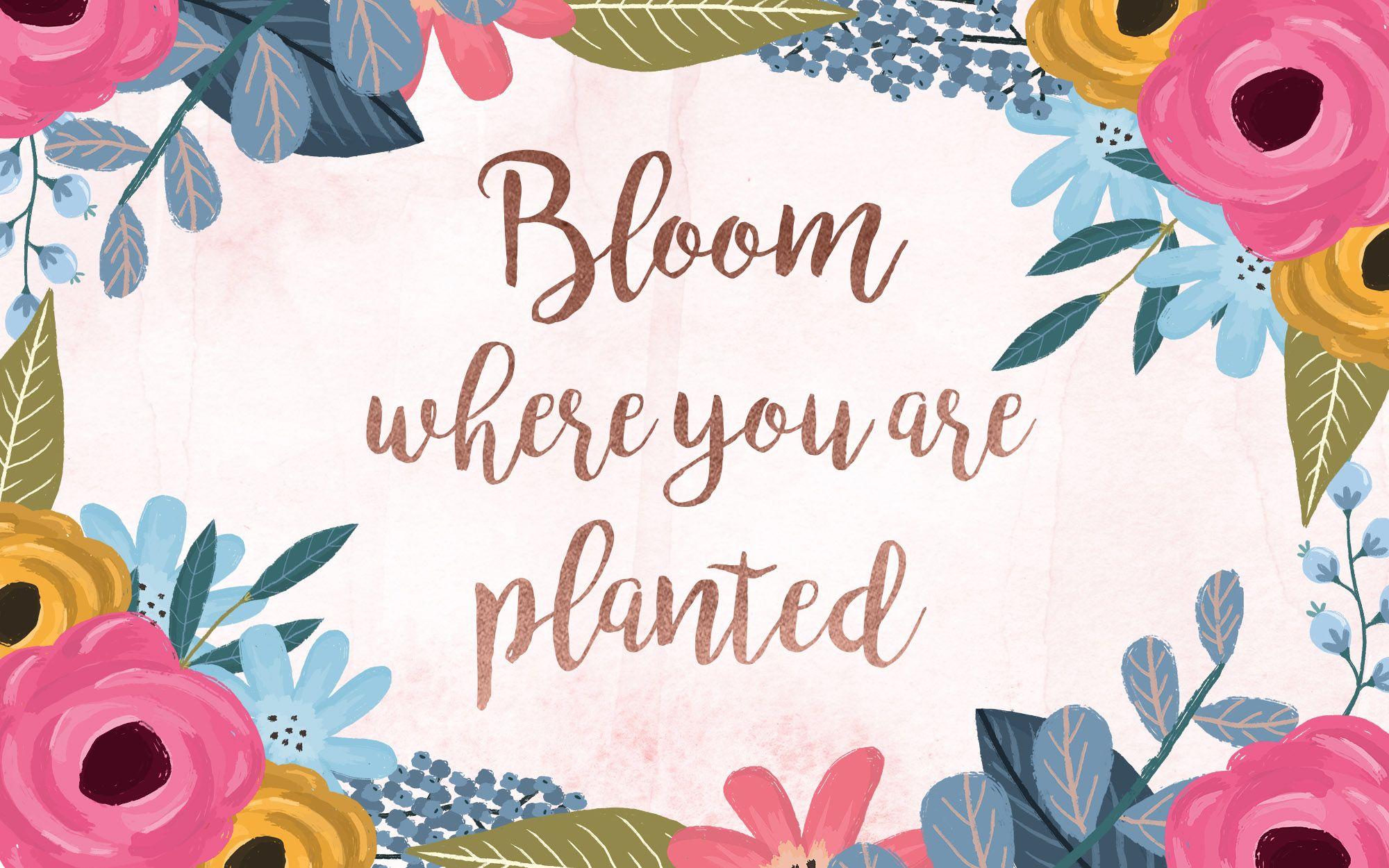 Bloom Where You Are Planted Wallpapers - Top Free Bloom Where You Are Planted  Backgrounds - WallpaperAccess
