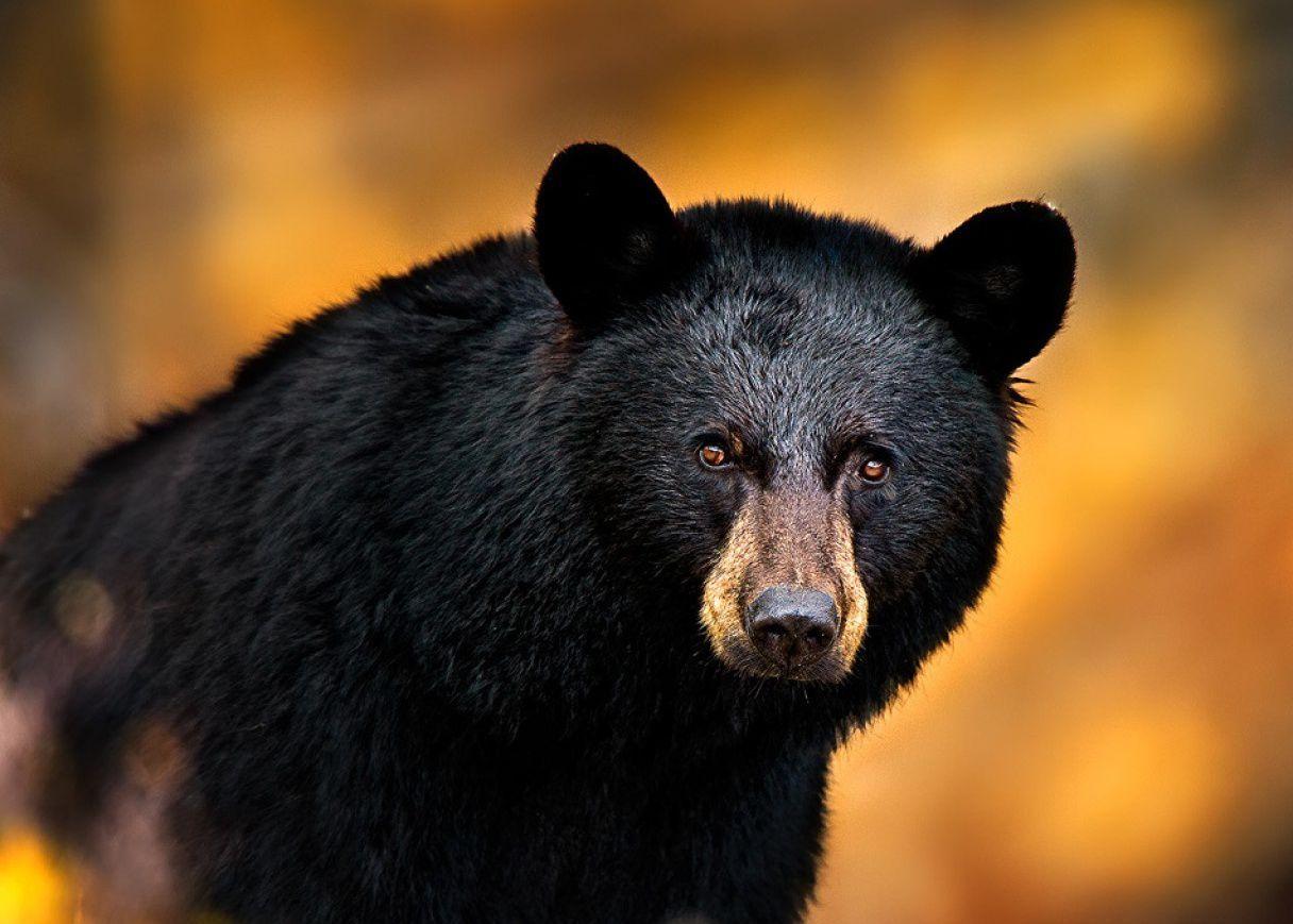 1216x869 Black Bear HD Pics. Black bear, American black bear, Bear attack