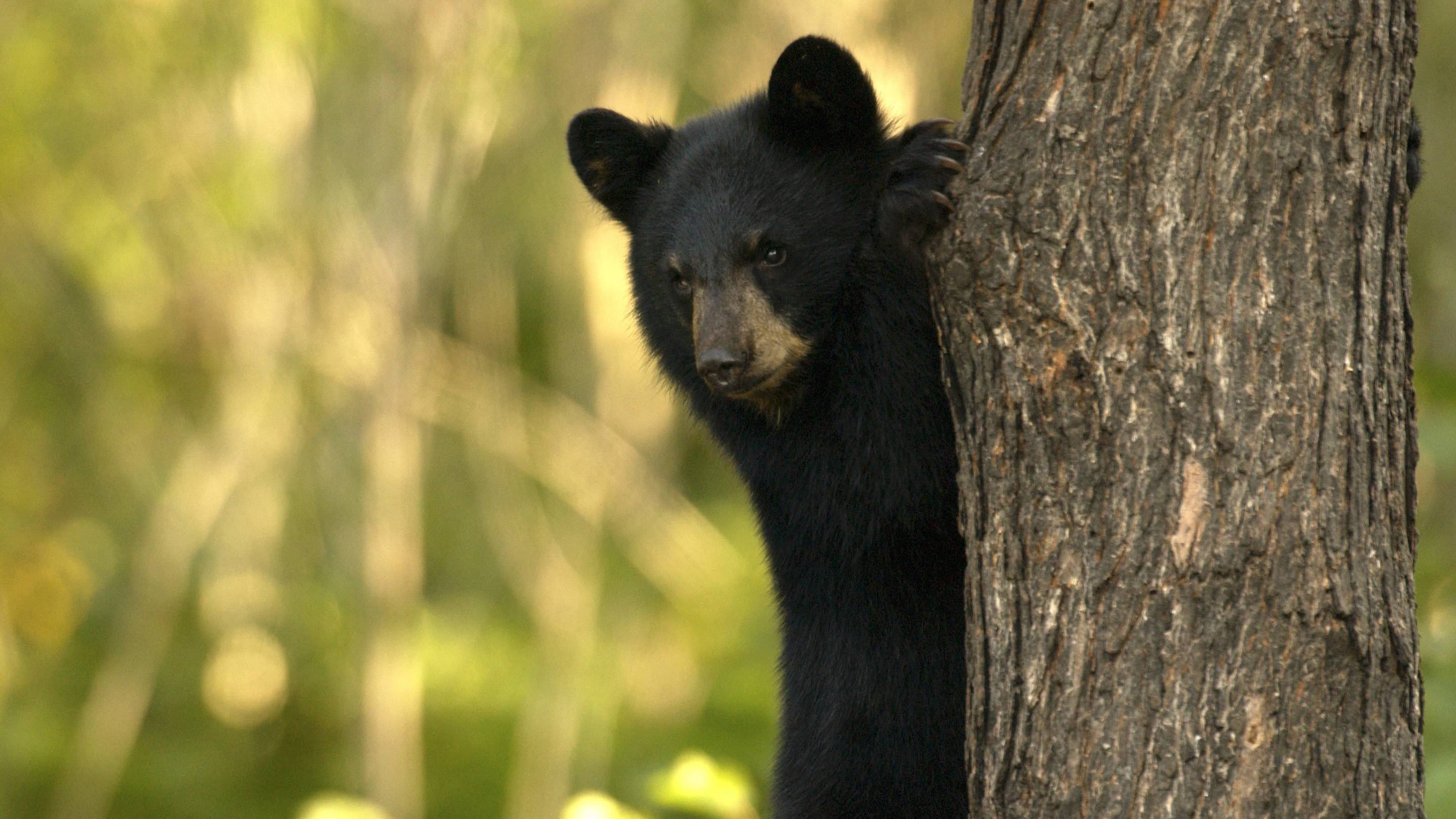 Медведь барибал умеет лазить по деревьям