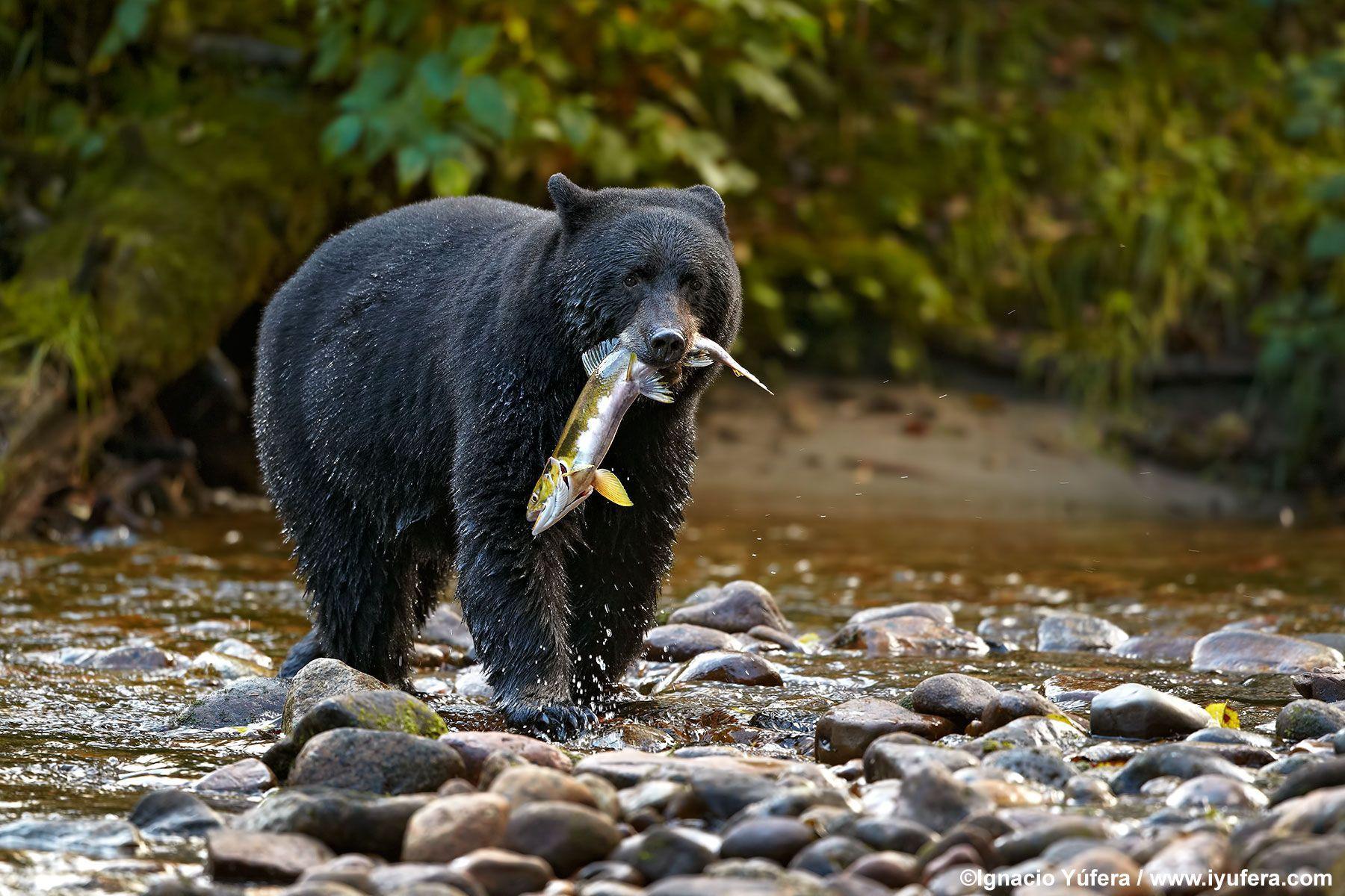 1800x1200 Beautiful Black Bear Wallpaper. Black bear, Bear wallpaper, Bear