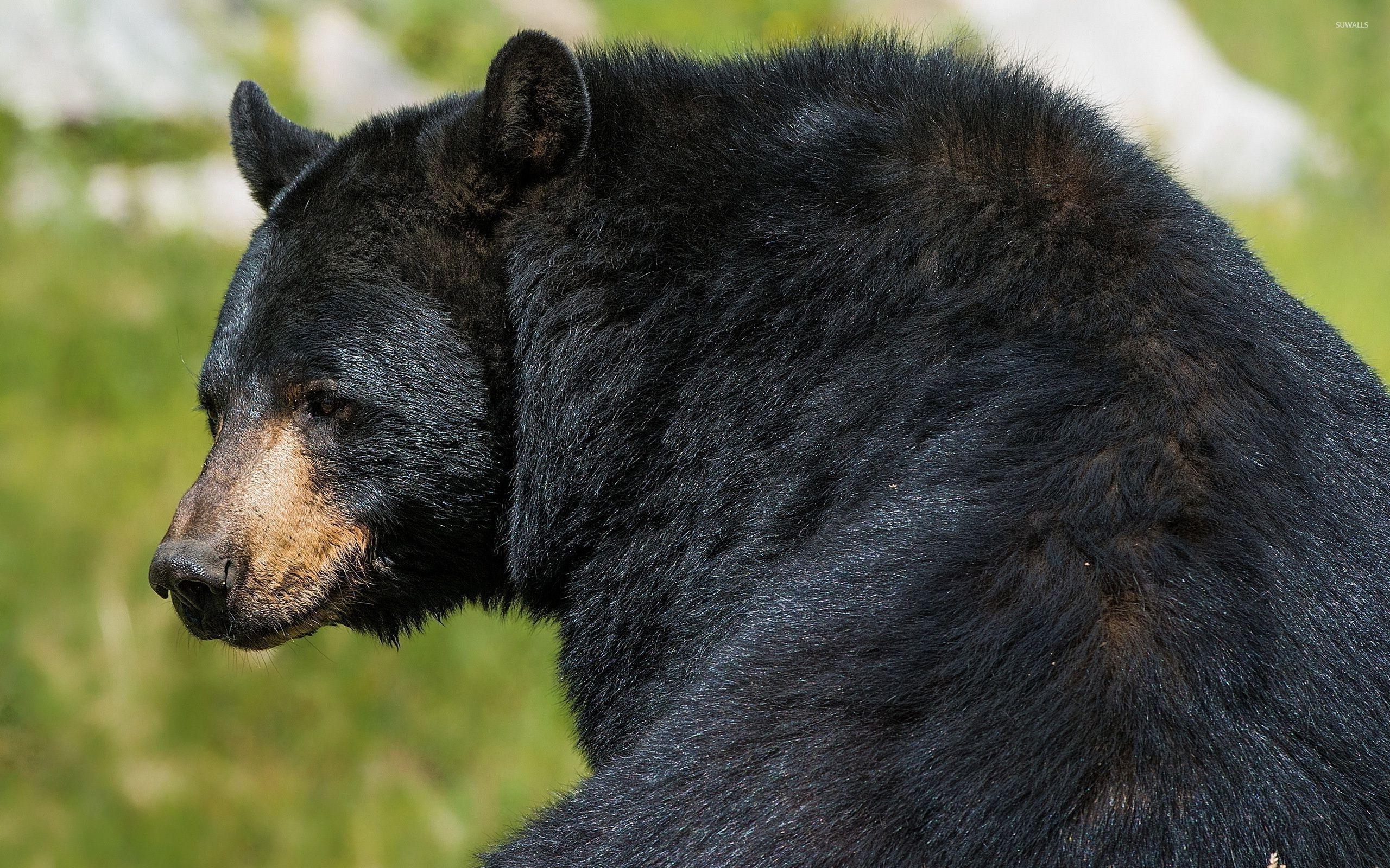 2560x1600 Zendha: Black Bear Wallpaper