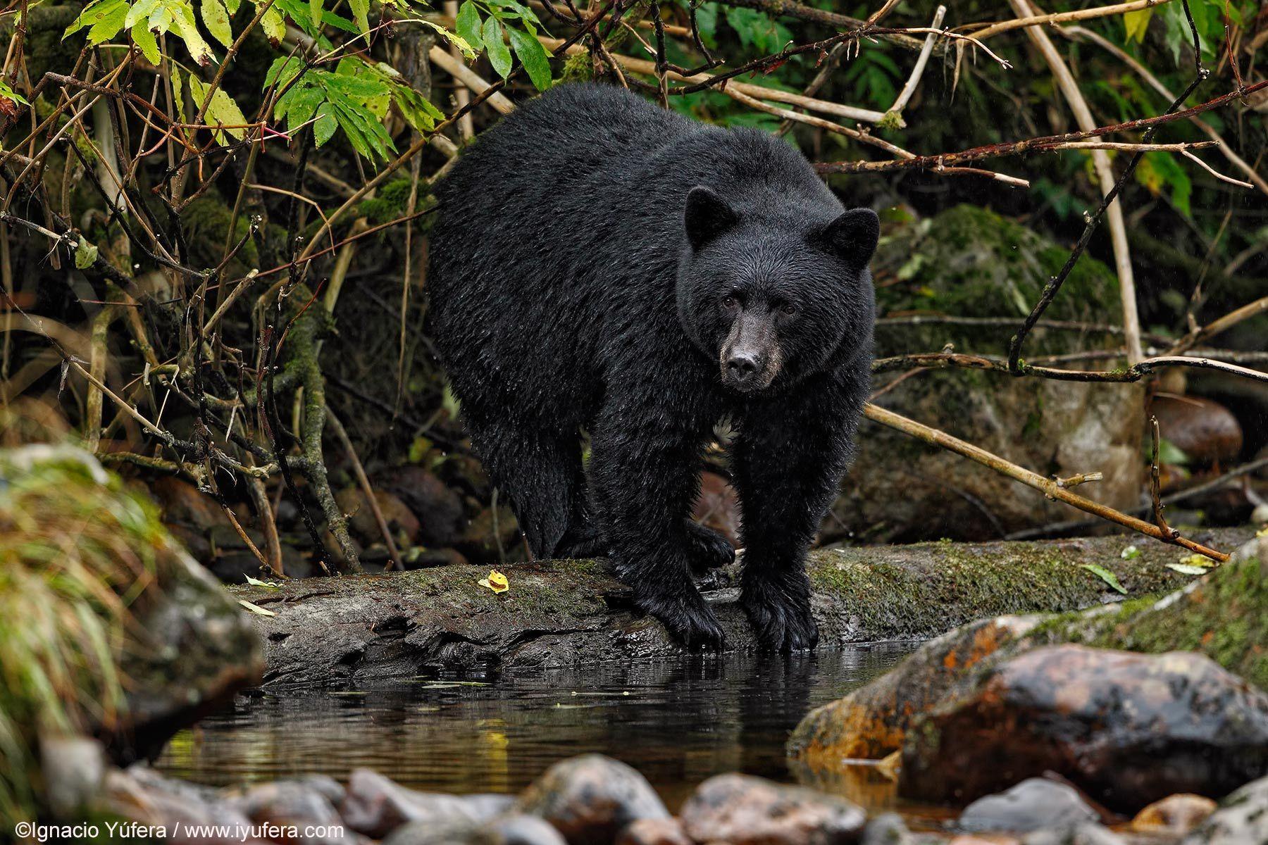 1800x1200 Free download Black Bear 4 Wallpaper Hdblackwallpapercom