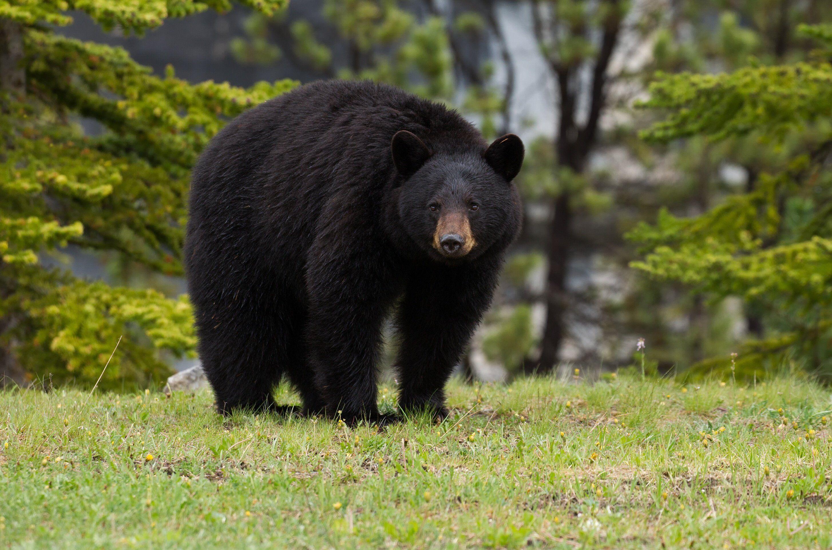 2908x1925 baribal, Black, Bear, Bear, Forest Wallpaper HD / Desktop and Mobile Background