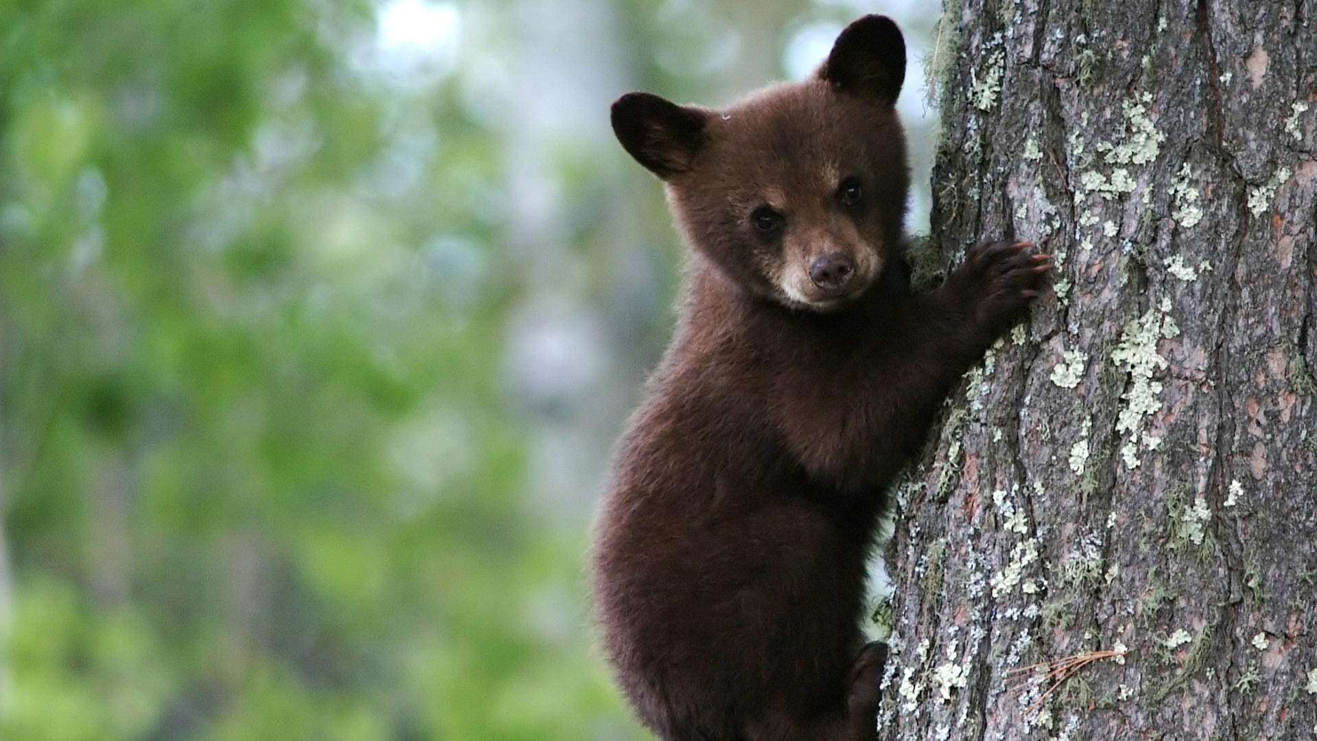 1920x1080 Nature. Black Bear Cubs Practice Climbing. Season 38. Episode 8
