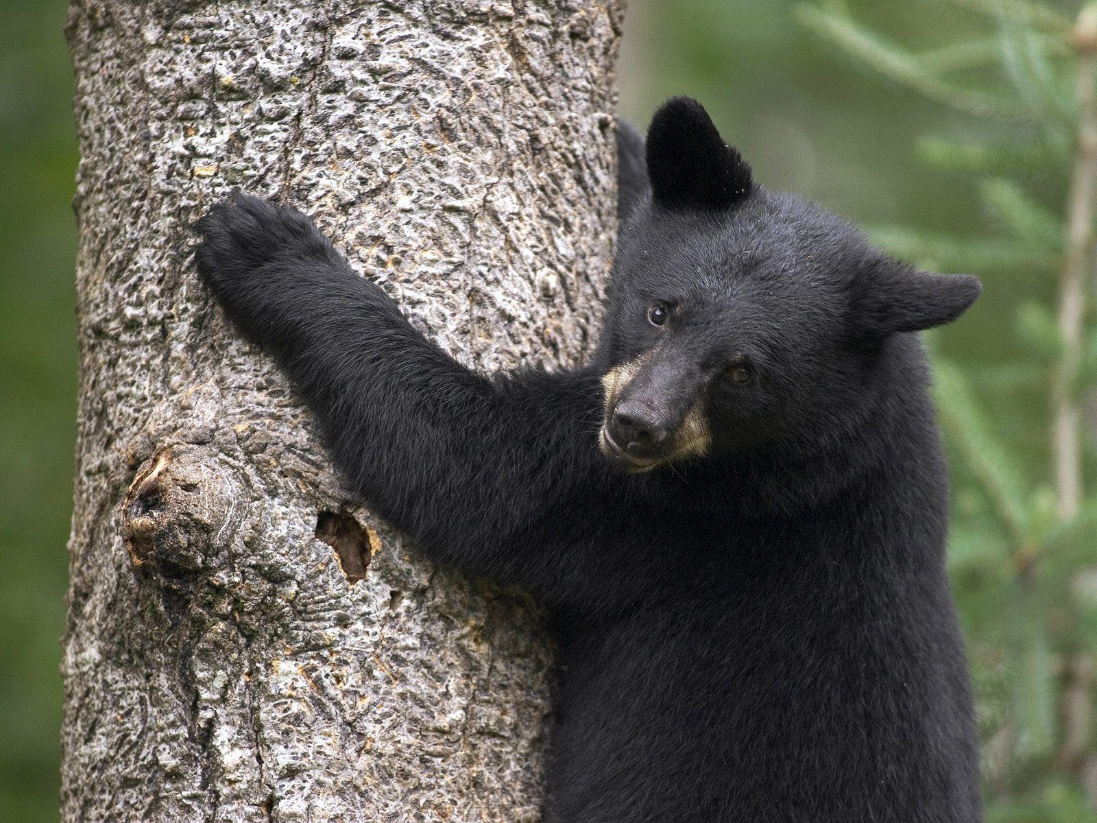 1600x1200 Bear Desktop Background. Beautiful