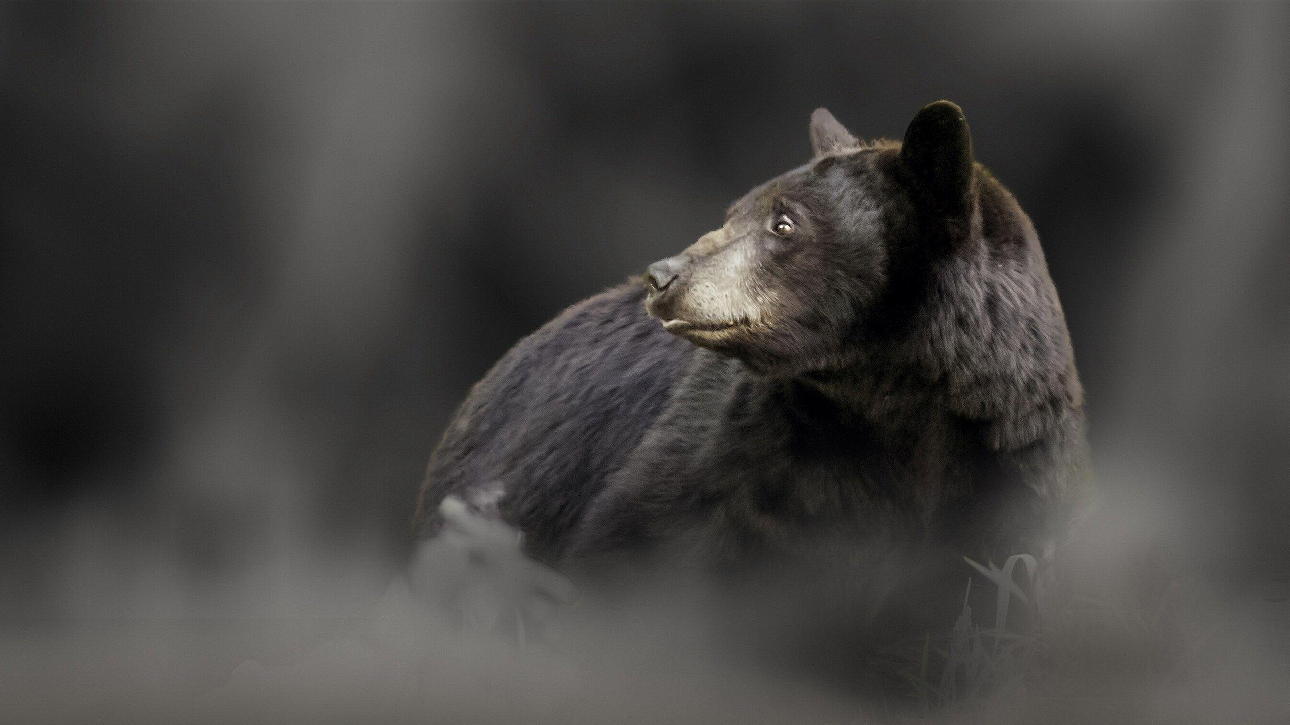 2560x1440 widescreen black bear wallpaper. Mocah.org HD Wallpaper