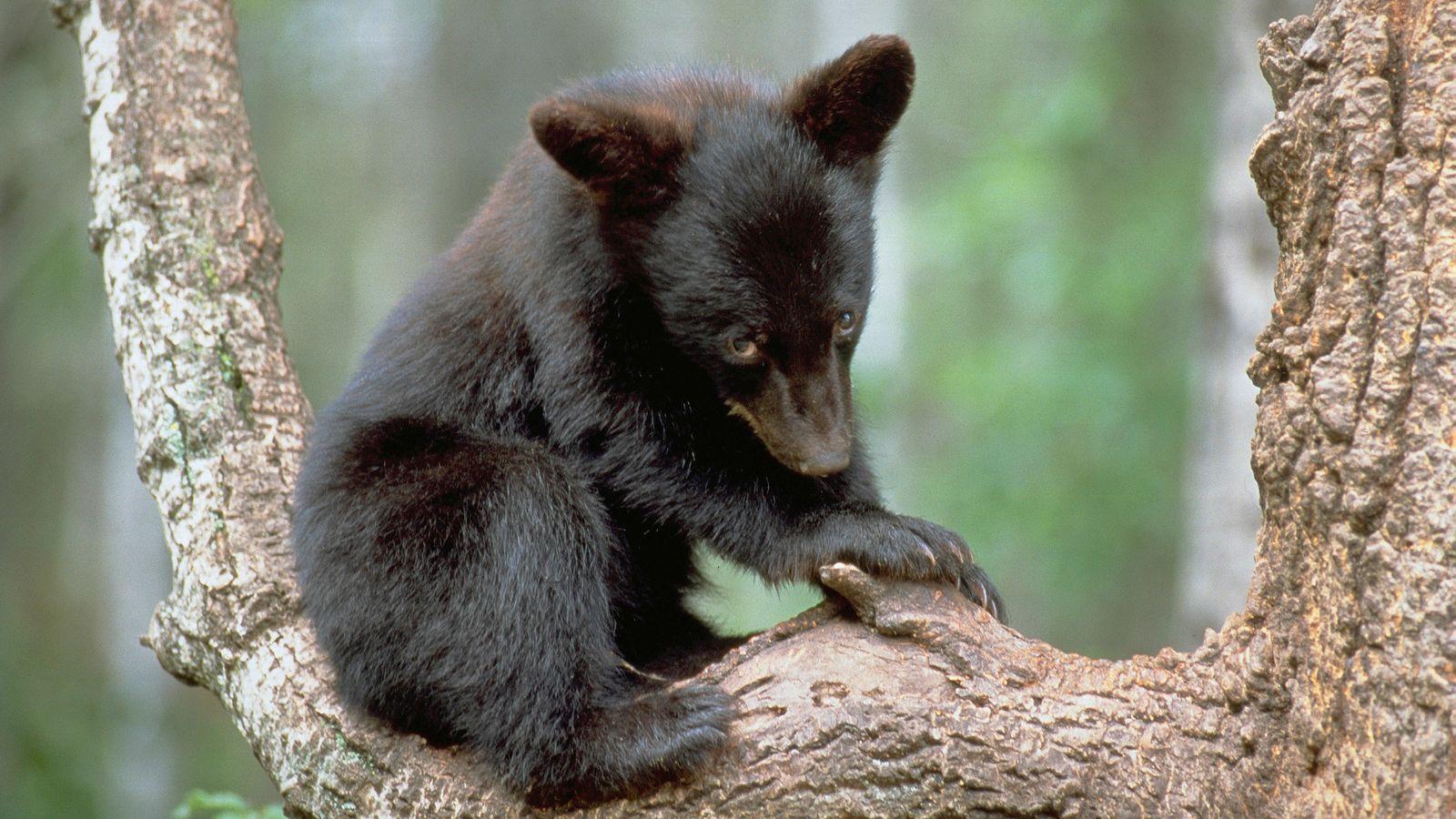 1600x900 When Is a Black Bear Actually a Blue Bear?