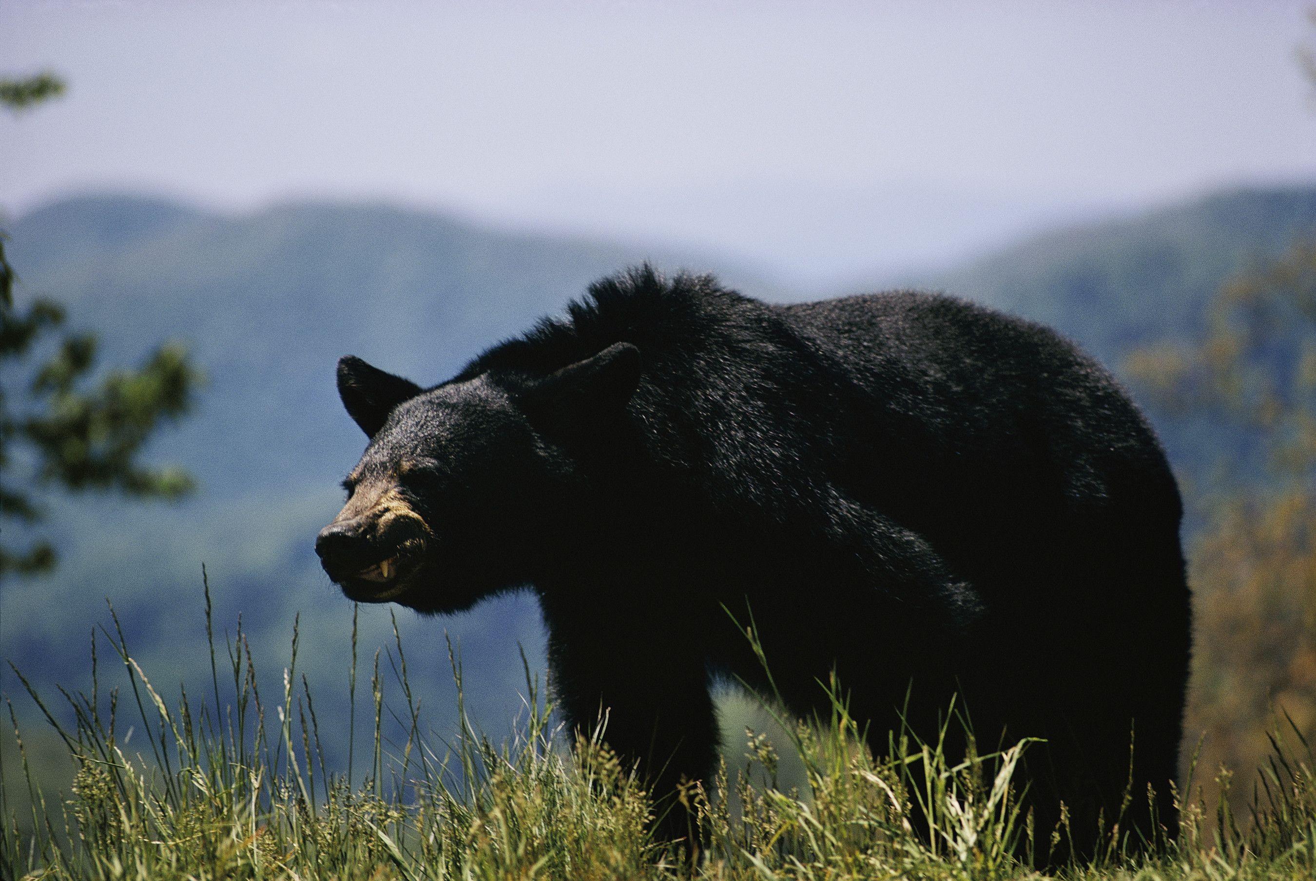 2700x1809 Black Bear Wallpaper