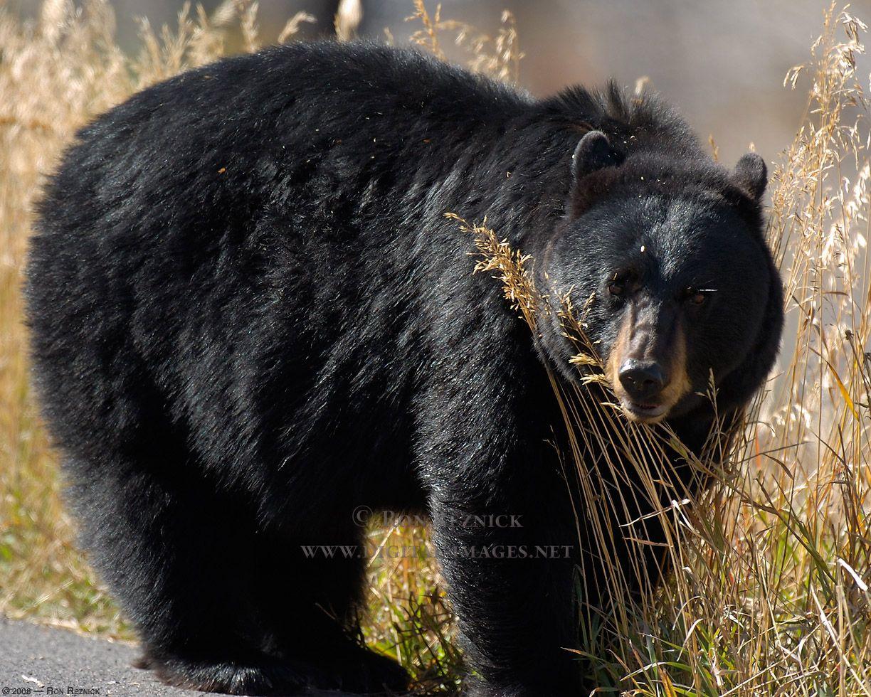 1224x980 Free download Black Bear 33 Cool HD Wallpaper [1224x980]