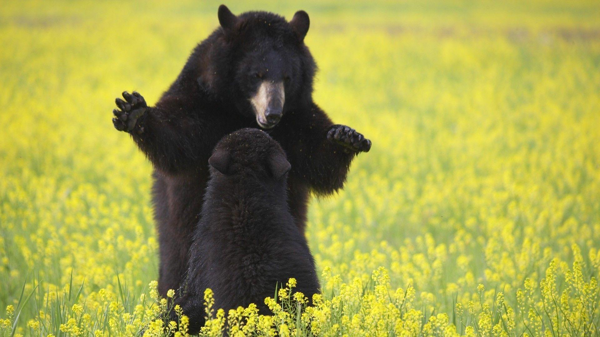 1920x1080 animals bears black bear yellow flowers baby animals 1920x1080