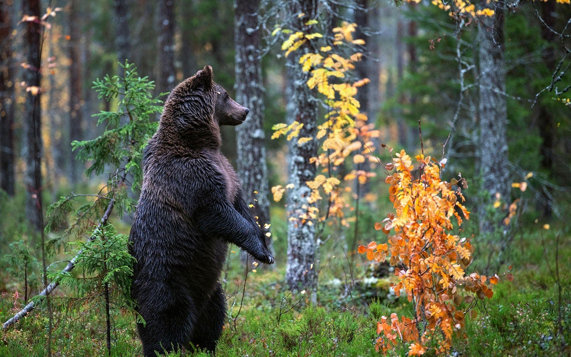 1920x1200 Wallpaper Black bear standing up, trees, leaves, autumn 1920x1200