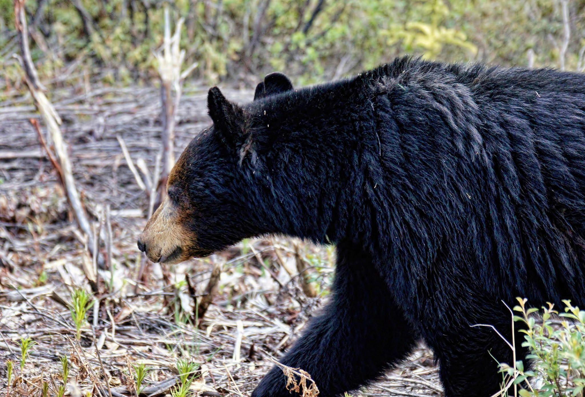 2048x1391 Alaska Black Bear HD Wallpaper