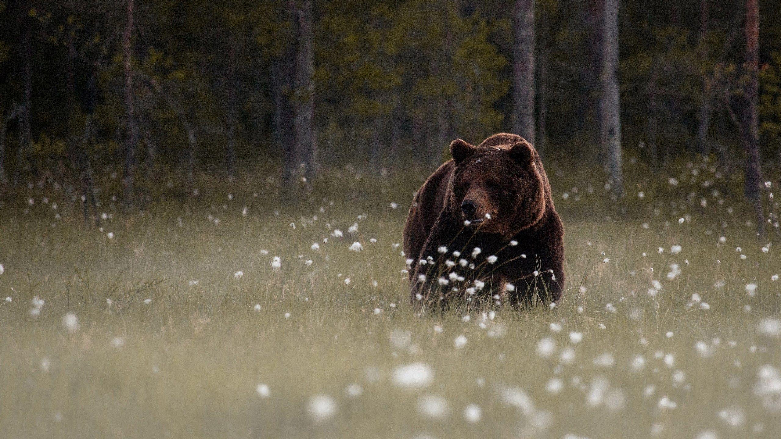 2560x1440 alone walking bear HD wallpaper. Mocah.org HD Wallpaper