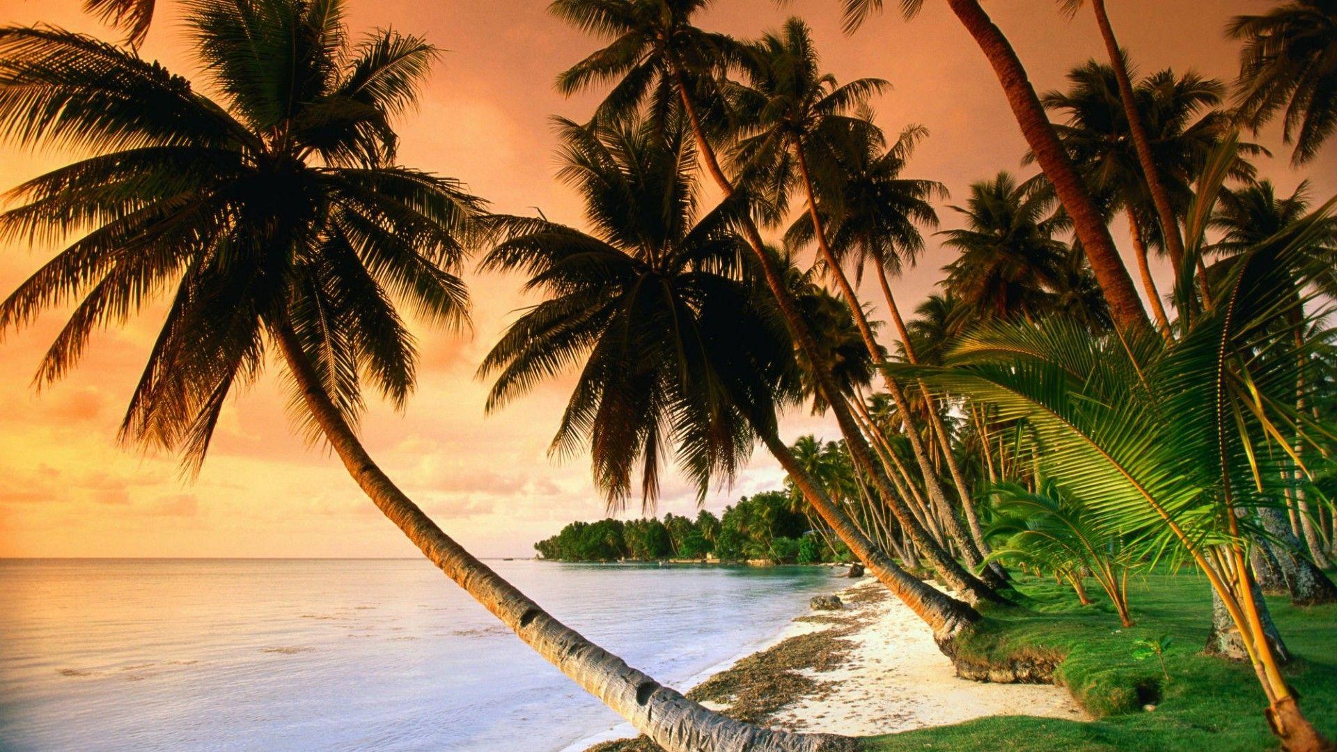 1920x1080 Exotic Beach With Palm Trees In The Sunset Wallpaper. Wallpaper