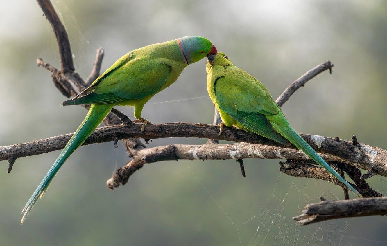 Green Parrot Wallpapers Top Free Green Parrot Backgrounds WallpaperAccess