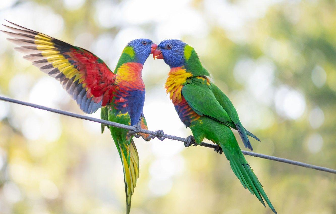 1332x850 Wallpaper birds, pair, parrots, green parrots, Fleur Walton image
