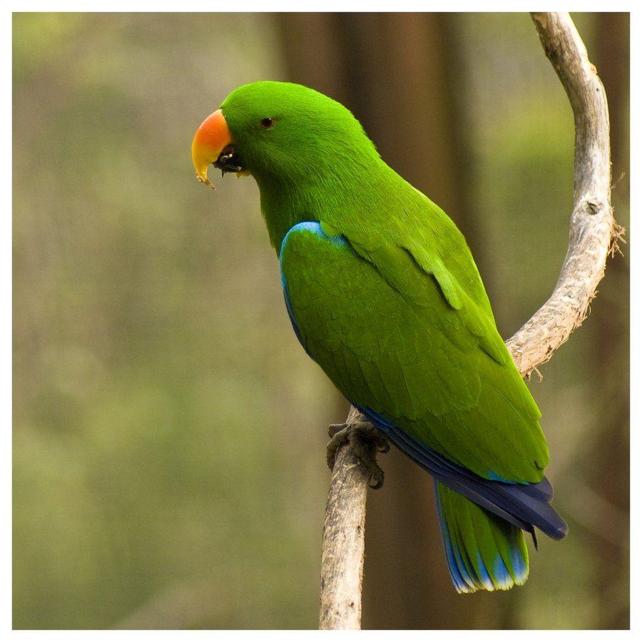 Green Parrot Wallpapers Top Free Green Parrot Backgrounds