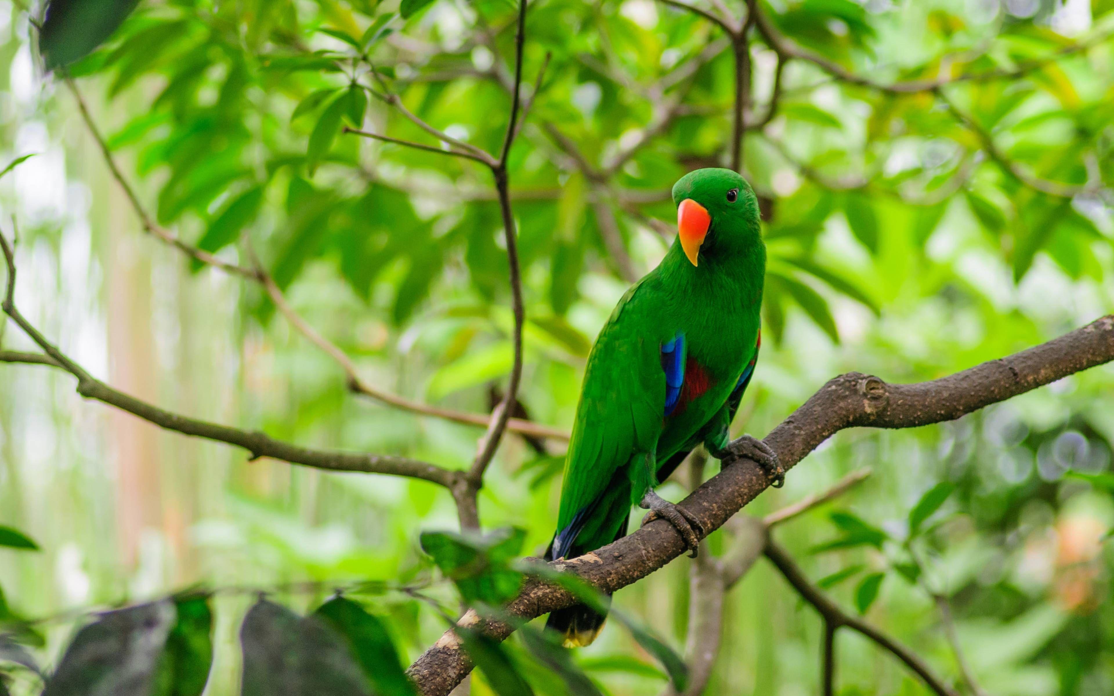 3840x2400 Green Parrot sitting on the Branch of a tree 3840 x 2400