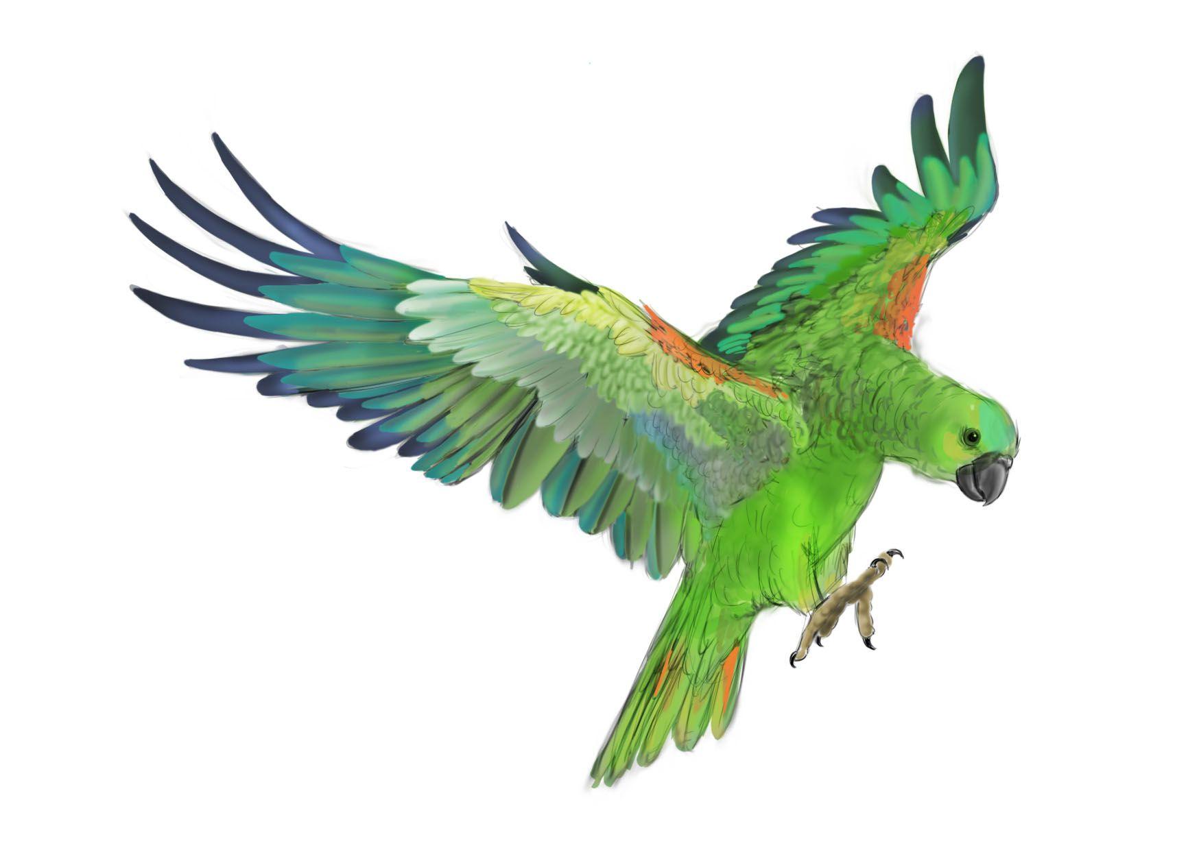 1748x1240 Download wallpaper: clipart, green parrot, download photo