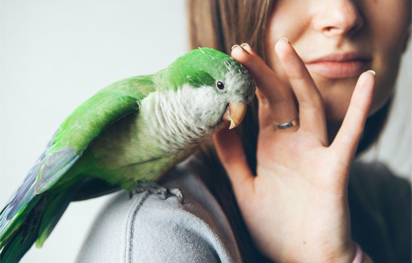 1332x850 Wallpaper love, green, bird, parrot, parrot, green parrot image