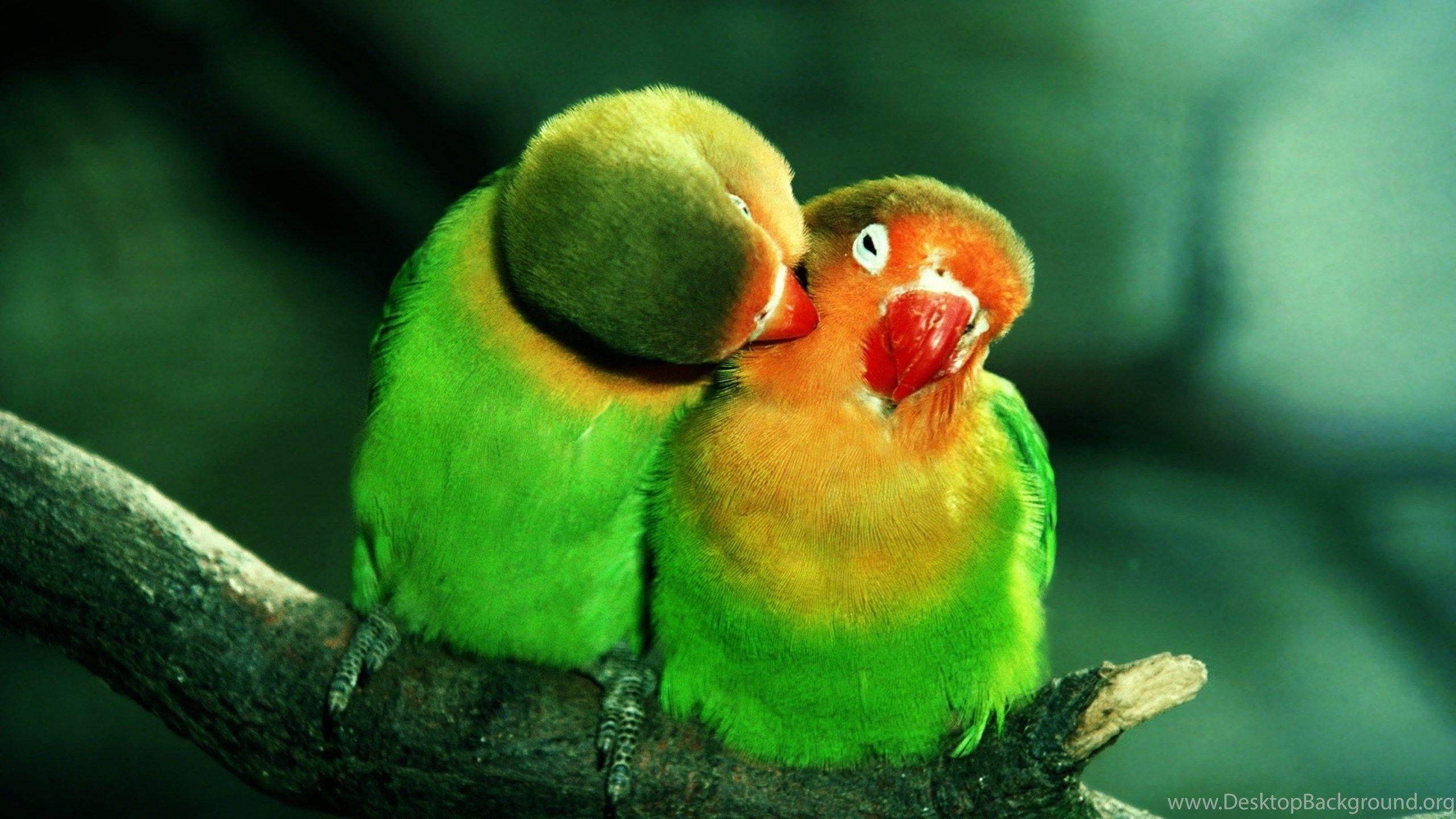 2560x1440 Birds Love Of Green Parrot Birds Wallpaper HD Free Download