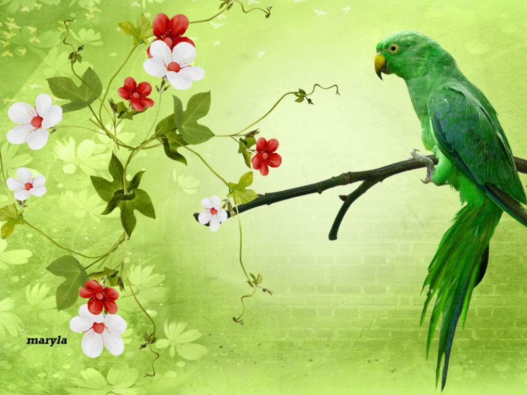 1024x768 Parrot Wallpaper