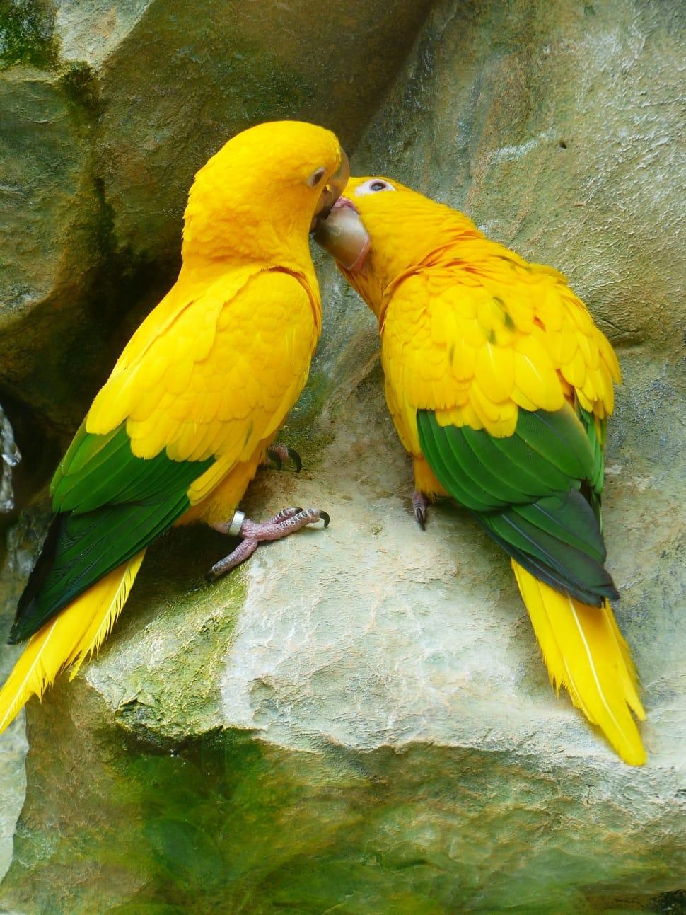 970x1293 yellow and green parrot free image