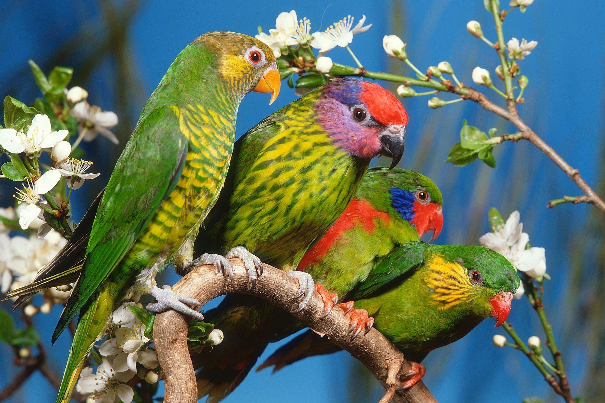 2000x1333 Green Parrot HD Wallpaper