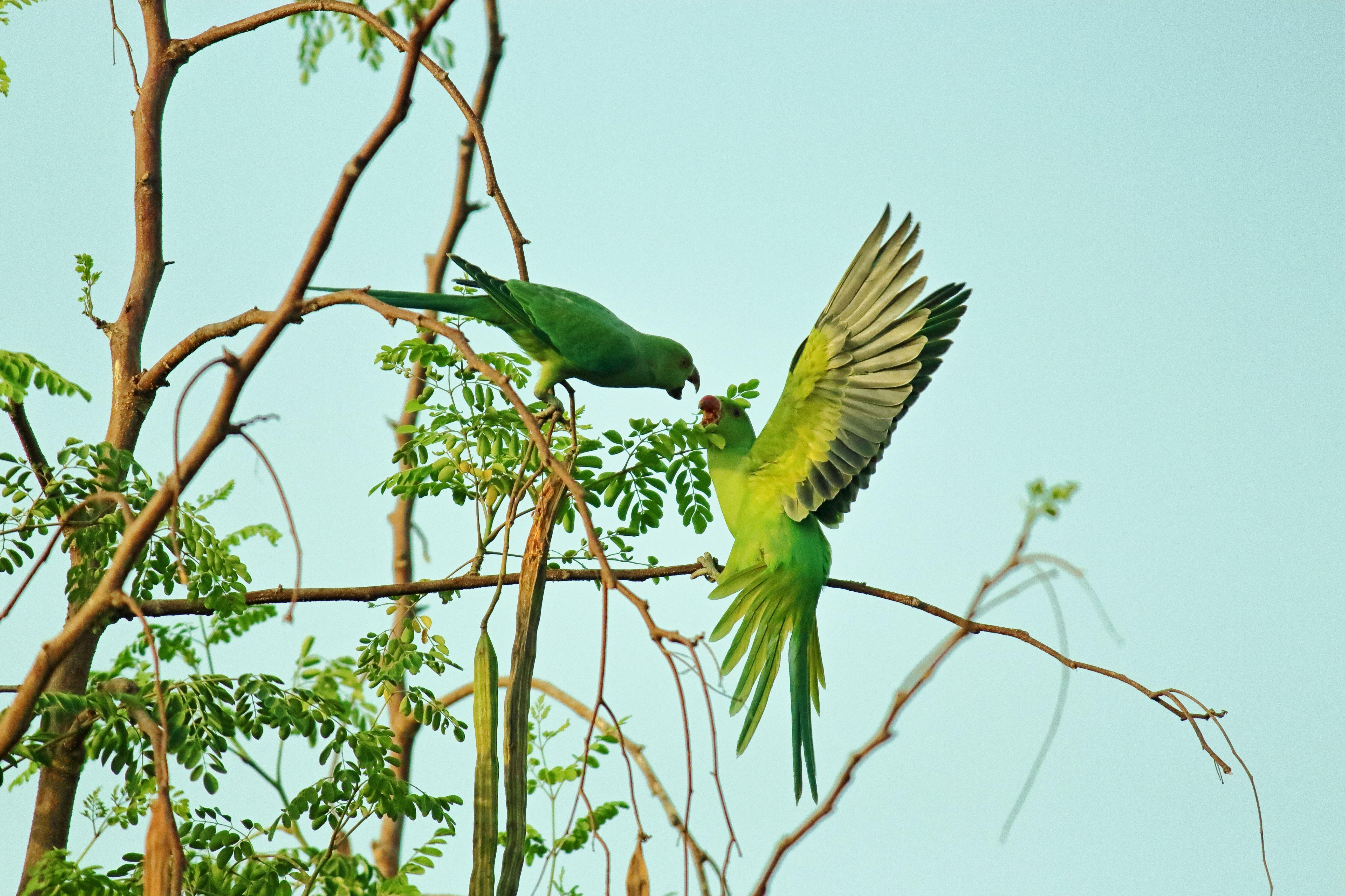 5184x3456 Two Green Parrots · Free