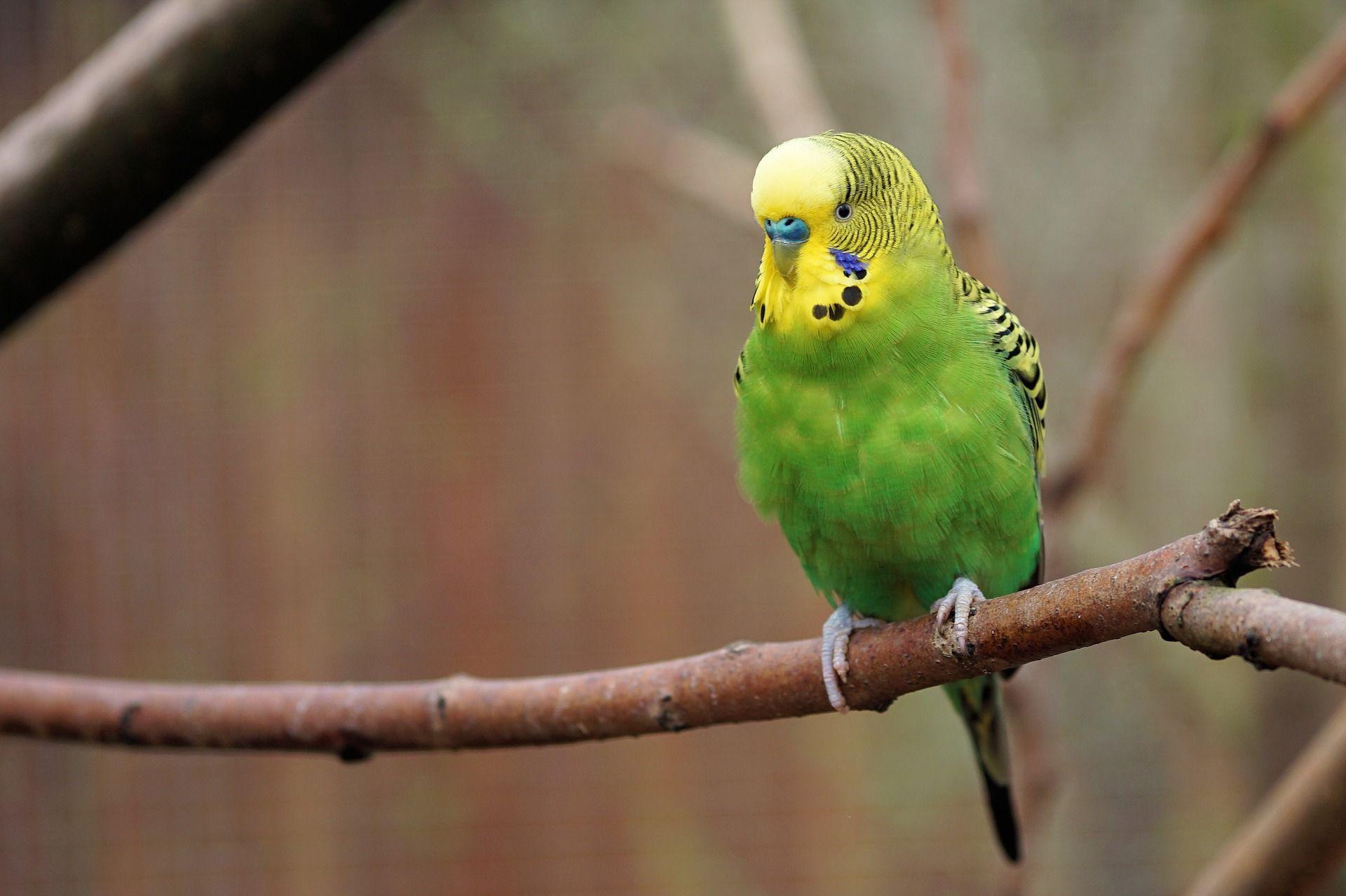 1920x1279 Green Parrot HD Wallpaper. HD Wallpaper Background