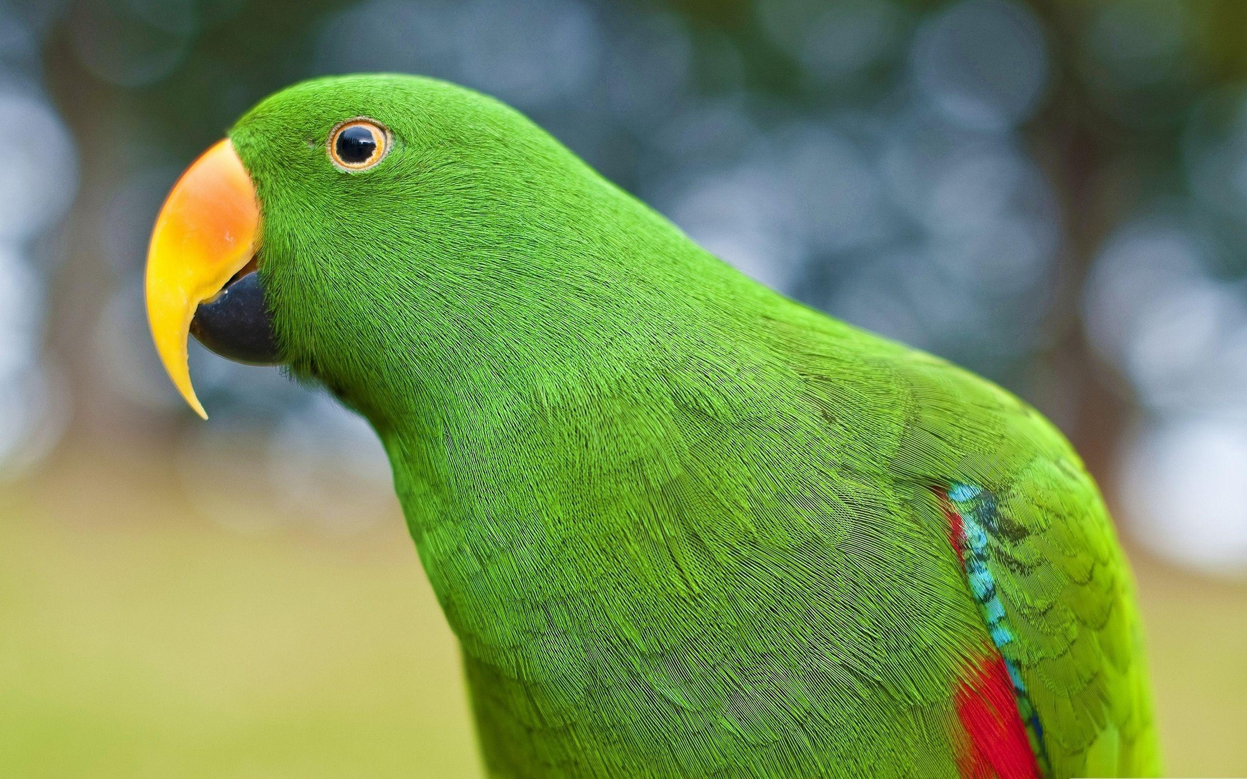 2560x1600 Green Parrot wallpaperx1600