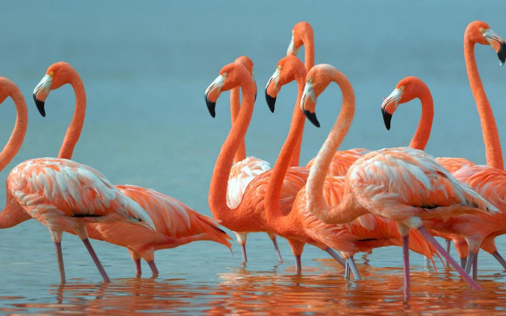 1680x1050 Flamingos Beautiful Exotic Birds Desktop HD Wallpaper :