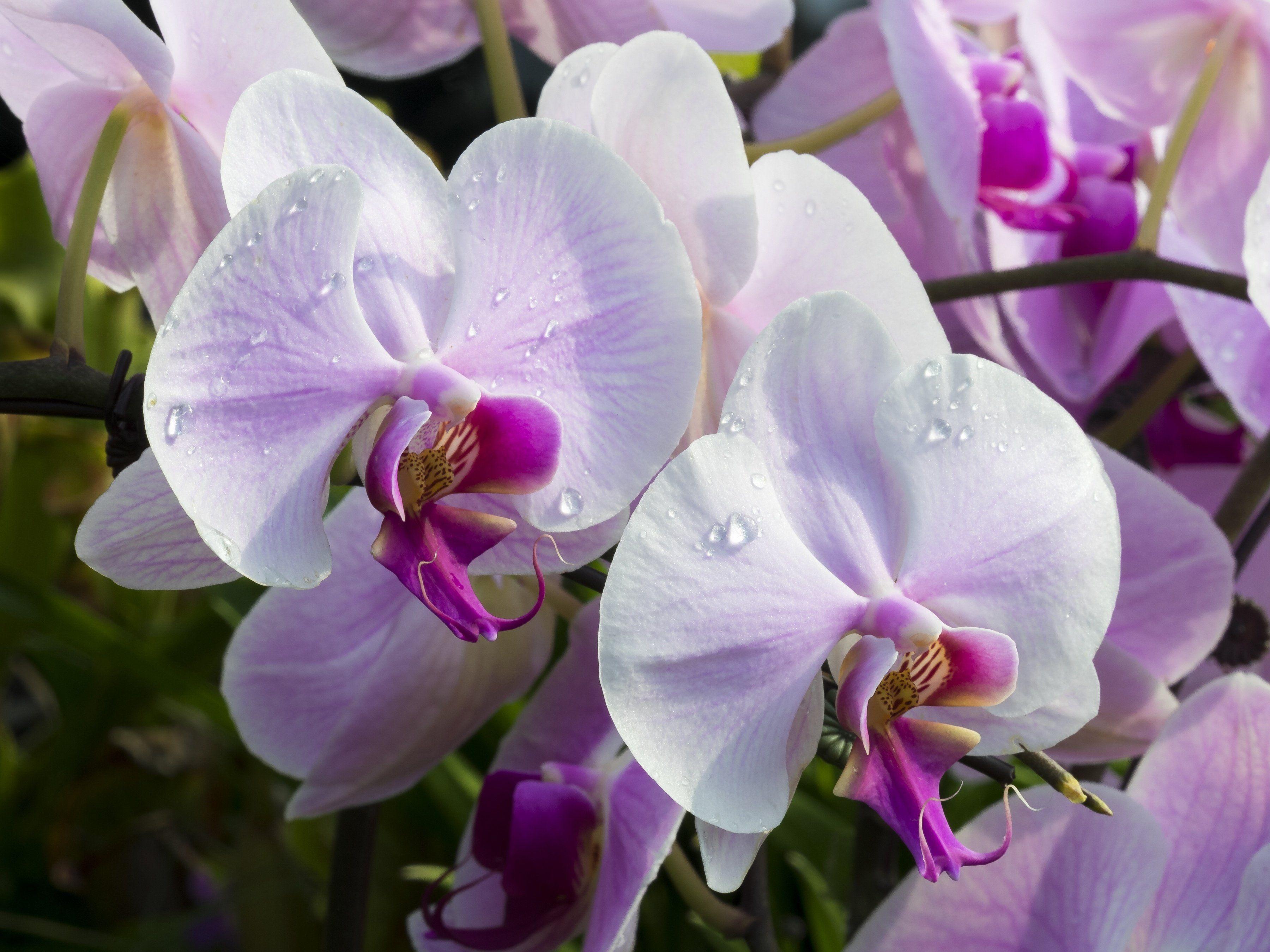 3600x2700 flower field, close, colors up, leaf, green, orchids, free wallpaper