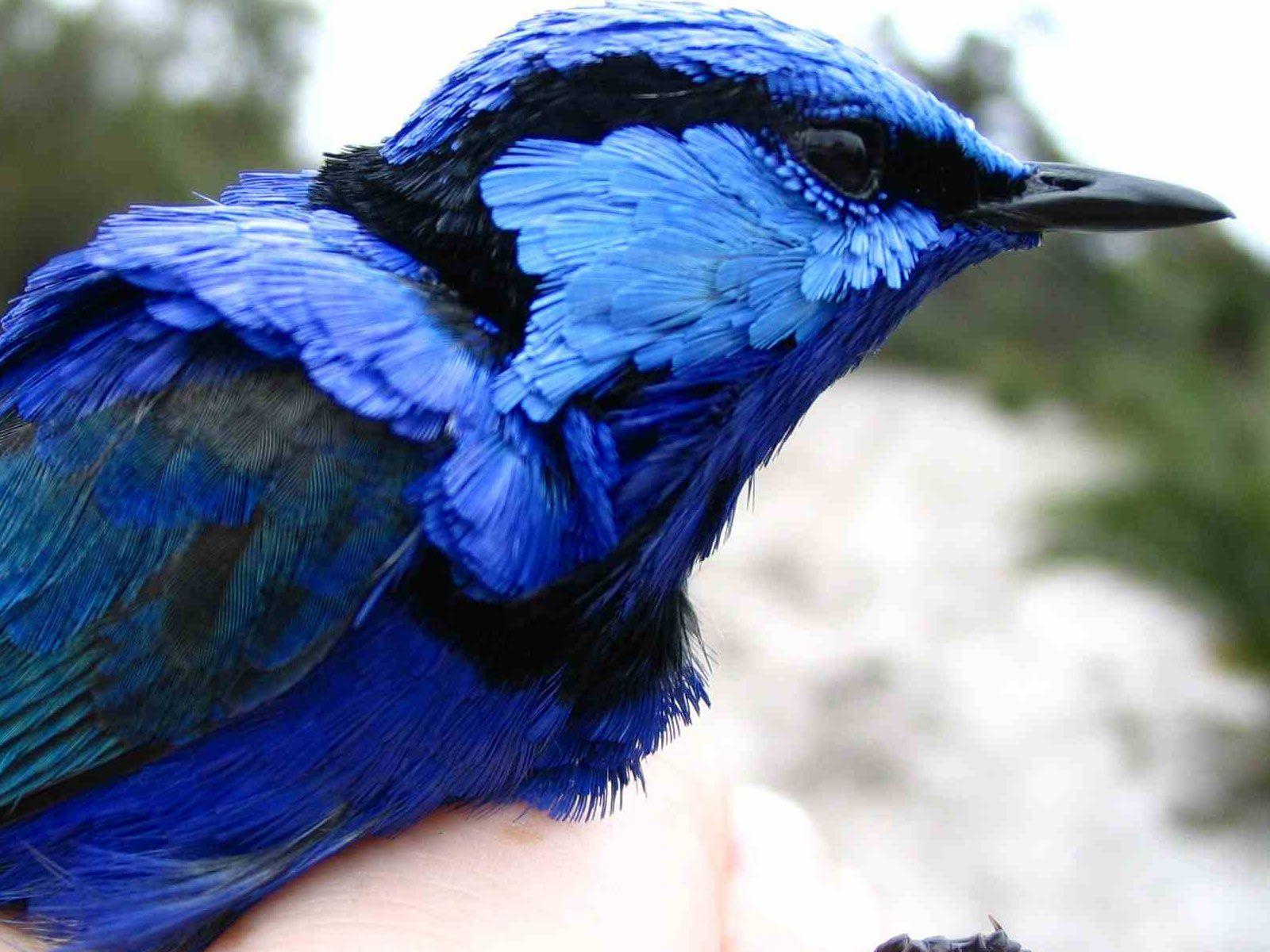 1600x1200 exotic birds. HD Windows Wallpaper