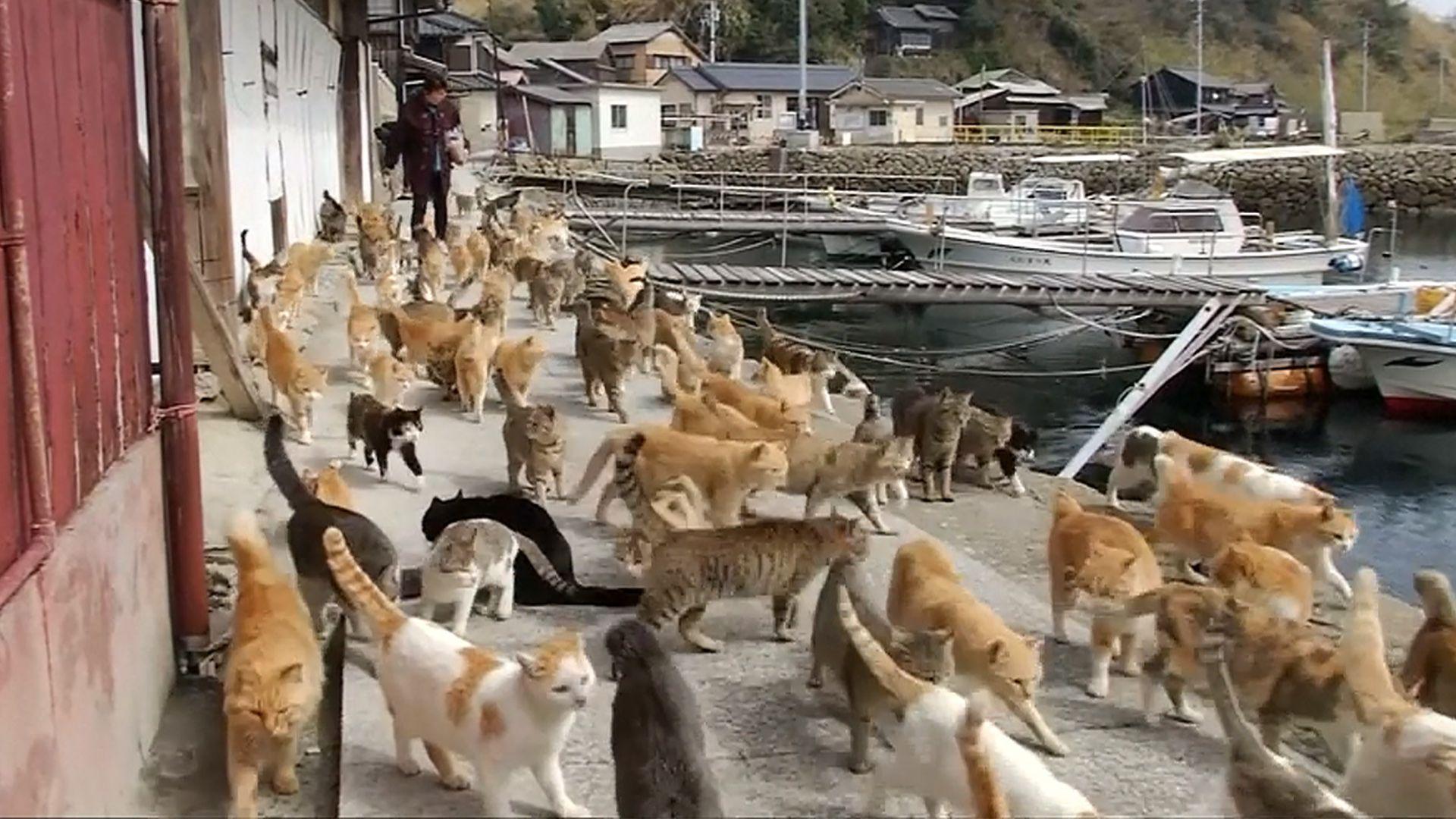 1920x1080 Cat Island': Felines Outnumber Humans on Japan's Aoshima Island