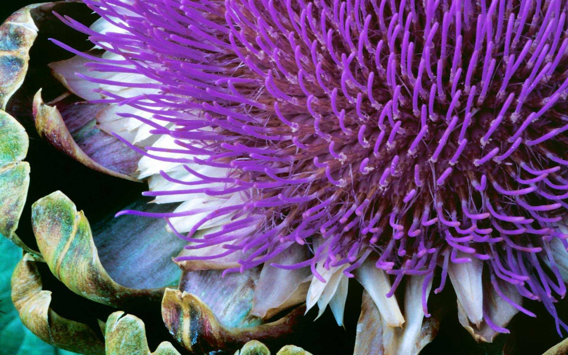 1920x1200 Flowers Nature Mgvq Gppnni Windows Exotic Wallpaper 1920x1200