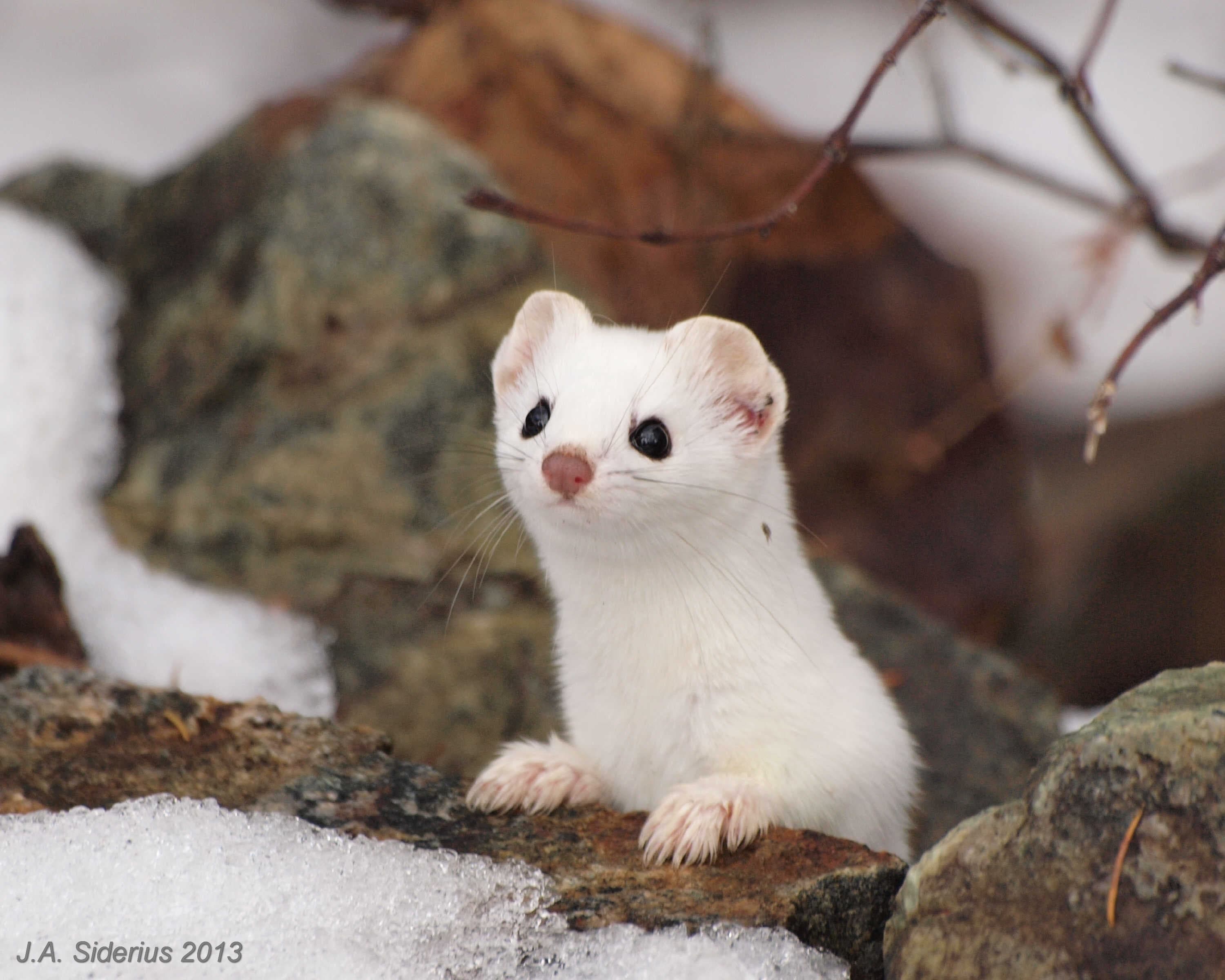 3000x2400 Ermine Background. Ermine Wallpaper