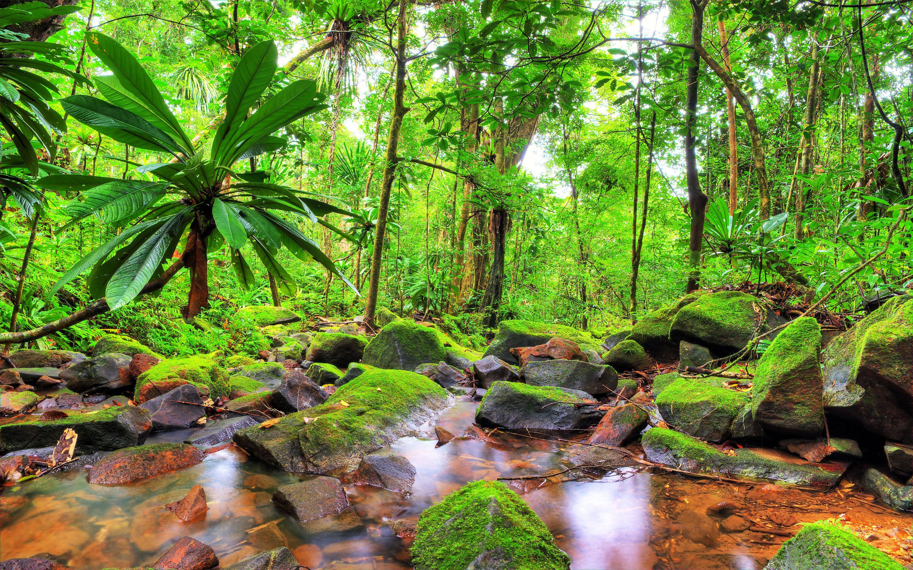 jungle screen saver mac jungle screen saver mac