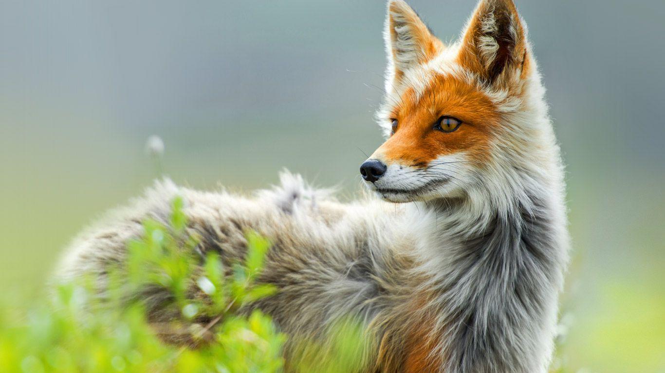 1366x768 Bing Wallpaper Archive